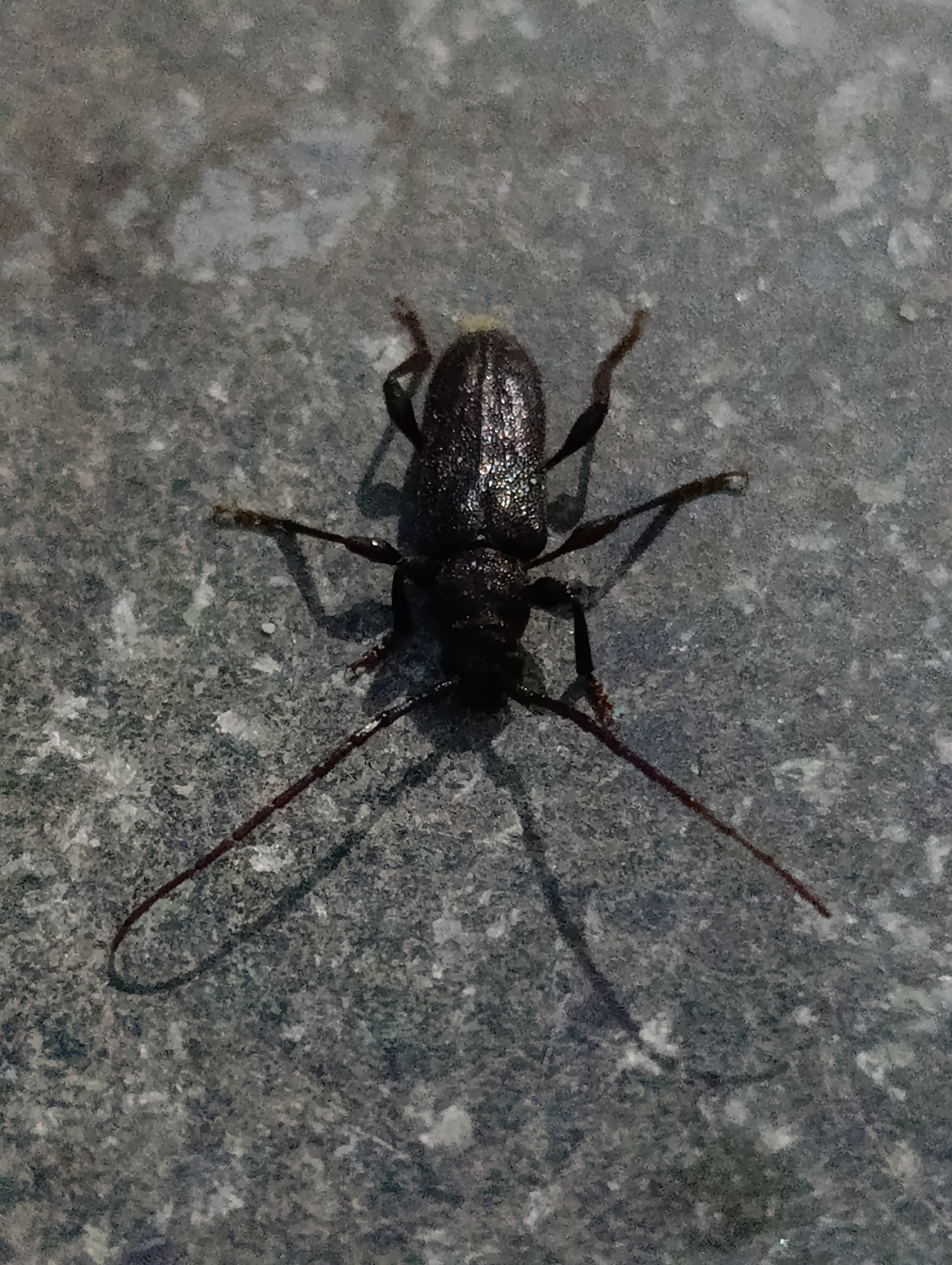 This is a close-up, overhead shot of a dark-colored beetle with long antennae, resting on a speckled, gray surface. The beetle is elongated and appears to be a longhorn beetle, with visible legs and segmented antennae. Its body has a slight sheen, catching the light. Shadows are cast by the beetle and its legs, suggesting an overhead light source, likely natural as the setting appears to be outdoors. The speckled surface resembles stone or concrete, possibly a patio or walkway. The background is out of focus, but it continues the textured, gray pattern of the surface. There is no visible text in the image. The scene is still and quiet, focusing entirely on the insect. The location context provided indicates Vashisht, India, which might suggest a warmer climate, though the image itself doesn't offer specific cues about the weather or time of day beyond the presence of shadows. The overall impression is one of a natural encounter with an insect in its environment.
