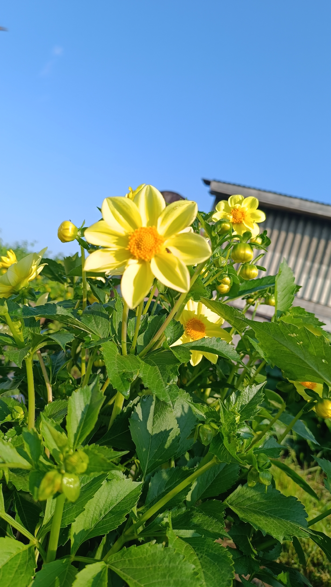 The image shows a close-up of yellow dahlia flowers and green foliage against a bright blue sky. In the background, a portion of a weathered wooden building with a corrugated metal roof is visible. The lighting suggests it is daytime, likely morning or late afternoon given the angle of the sun. The setting appears to be an outdoor garden or yard, possibly in a rural or suburban area. There are no people or animals present. The flowers are in various stages of bloom, with some fully open and others as buds. The leaves are lush and green, with some showing dappled sunlight. The overall impression is a vibrant and natural scene.