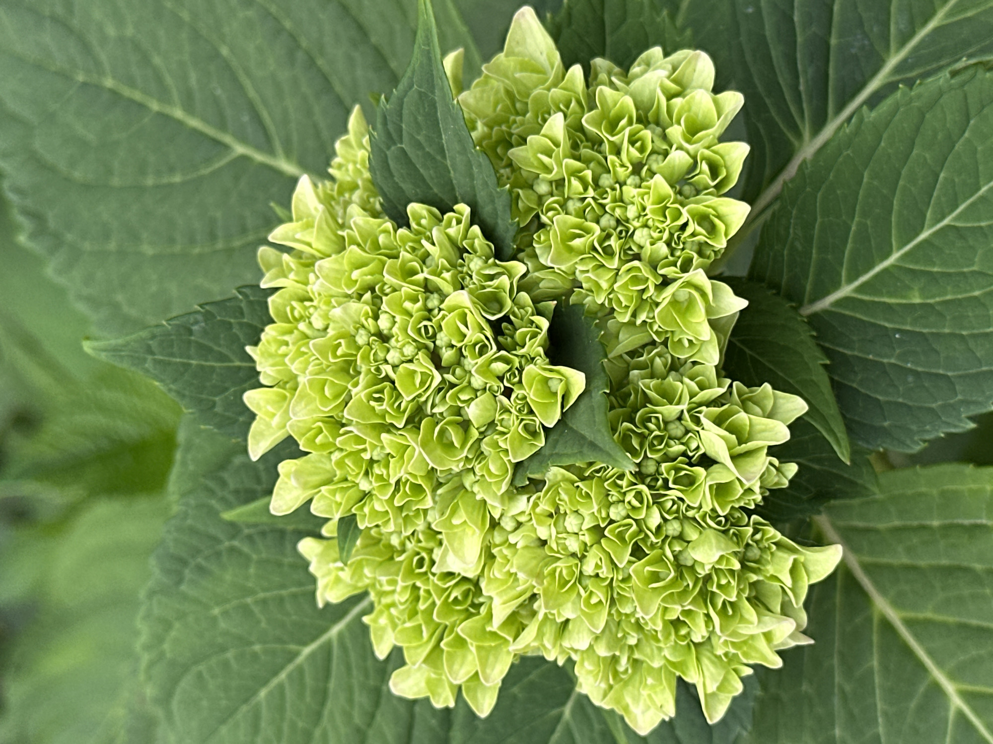 A close-up, eye-level shot captures a cluster of unopened, lime-green hydrangea blooms, surrounded by large, dark green leaves. The blossoms are tightly packed and textured, with many small, ruffled florets. The leaves are broad and veined, creating a lush backdrop for the vibrant green flowers. The overall lighting is soft and diffused, typical of an overcast day or shaded area. The image does not contain any specific elements that would indicate its location within the city of Yessentuki, Russia, or any particular urban environment.