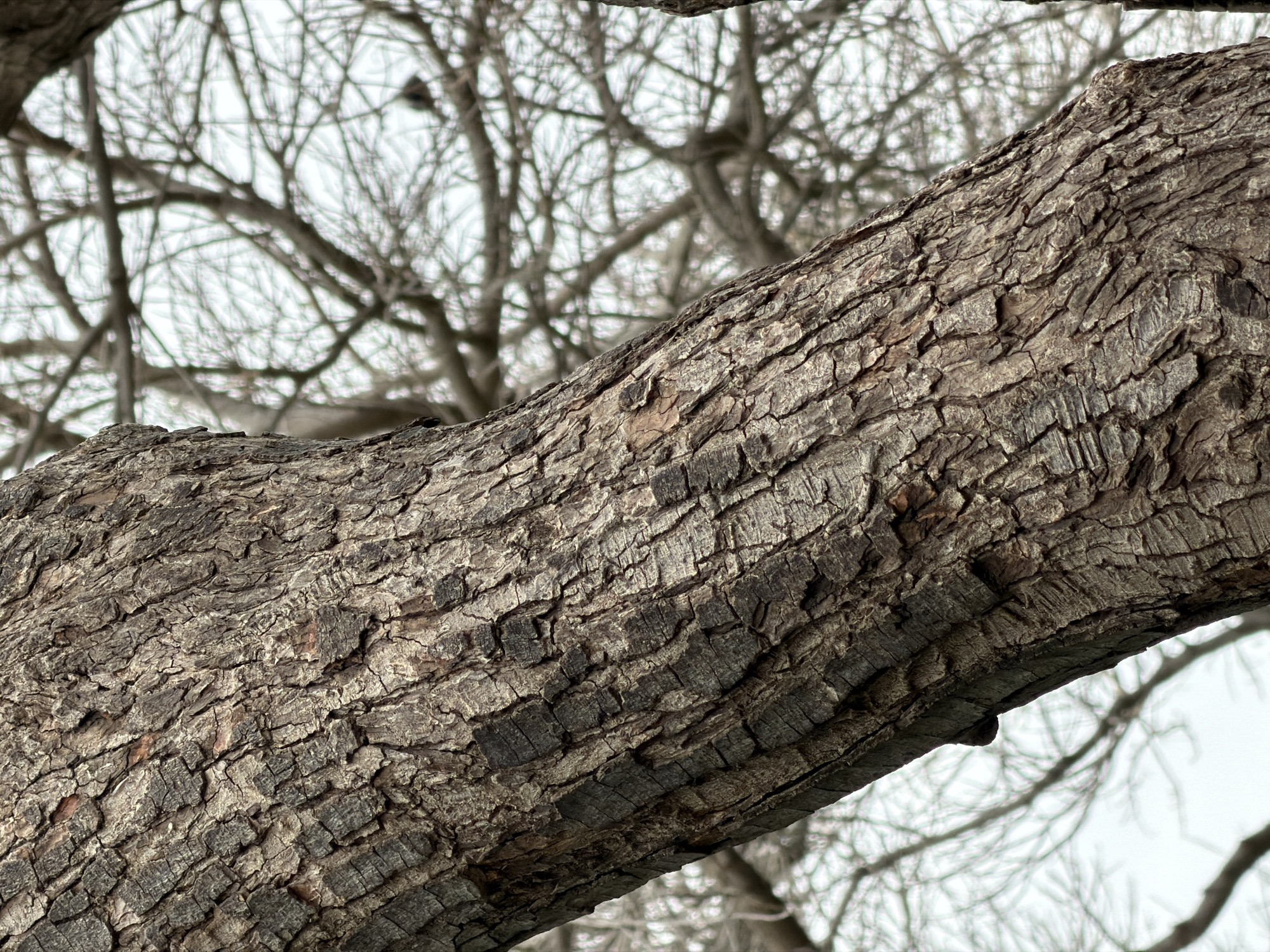 A close-up view of a tree branch fills the frame, showcasing its rugged, textured bark in shades of brown and gray. The bark exhibits a pattern of cracks and fissures, adding depth to its appearance. In the background, a network of bare branches reaches toward a pale, overcast sky. The location in Kiryat Bialik, Israel, is not discernible from the image.