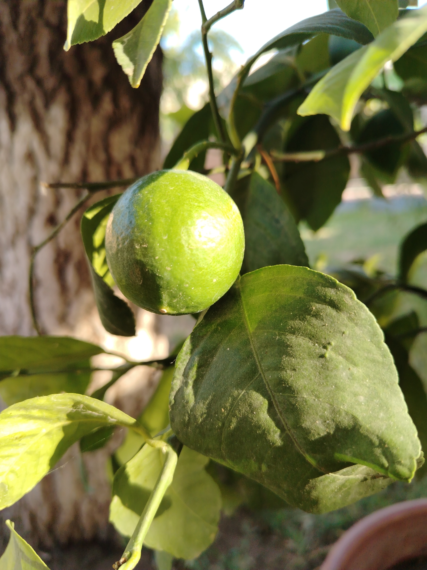 A single, green, unripe lime hangs from a branch of a tree, surrounded by large, green leaves. The lime is round and appears slightly bumpy. The leaves are broad and veined, with some areas catching the sunlight and appearing brighter. In the background, the textured bark of a tree trunk is visible, along with blurred green foliage and a hint of a bright sky. The scene is outdoors, with the lighting suggesting it is daytime. The image is captured with a shallow depth of field, focusing on the lime and nearby leaves. The location of Nurata, Uzbekistan, is not visually represented in the image itself.