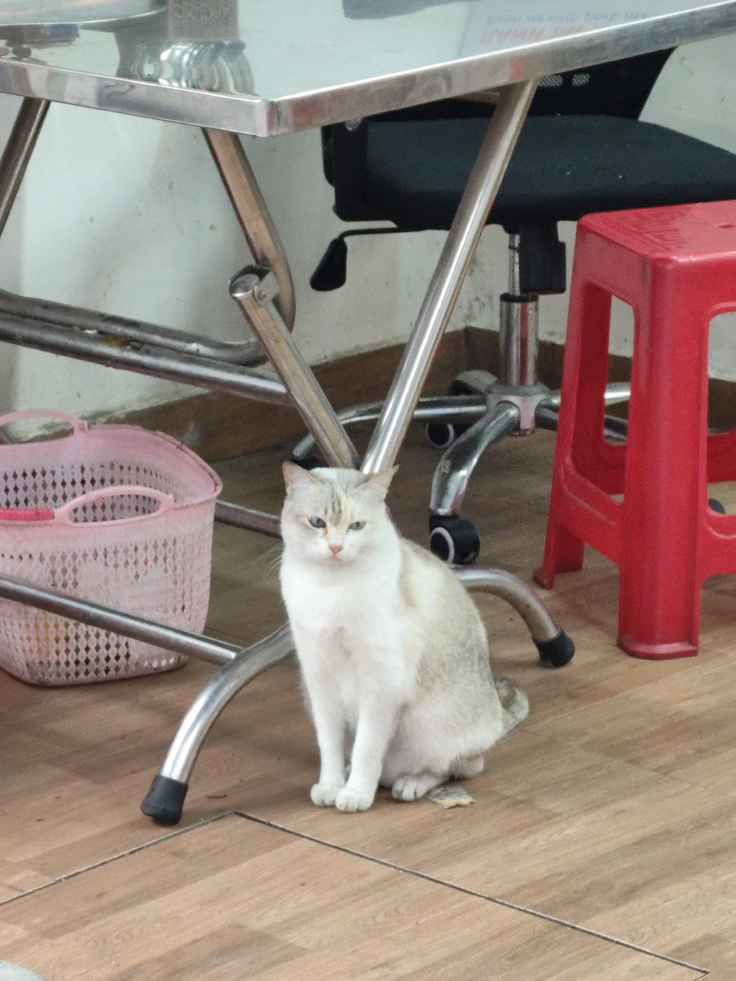 A pale cream-colored cat with faint tabby markings sits on a brown tiled floor. The cat is positioned beneath a stainless steel table with a black office chair behind it. A pink plastic basket is to the left of the cat, and a red plastic stool is on the right. The location is in Da Lat, Vietnam.