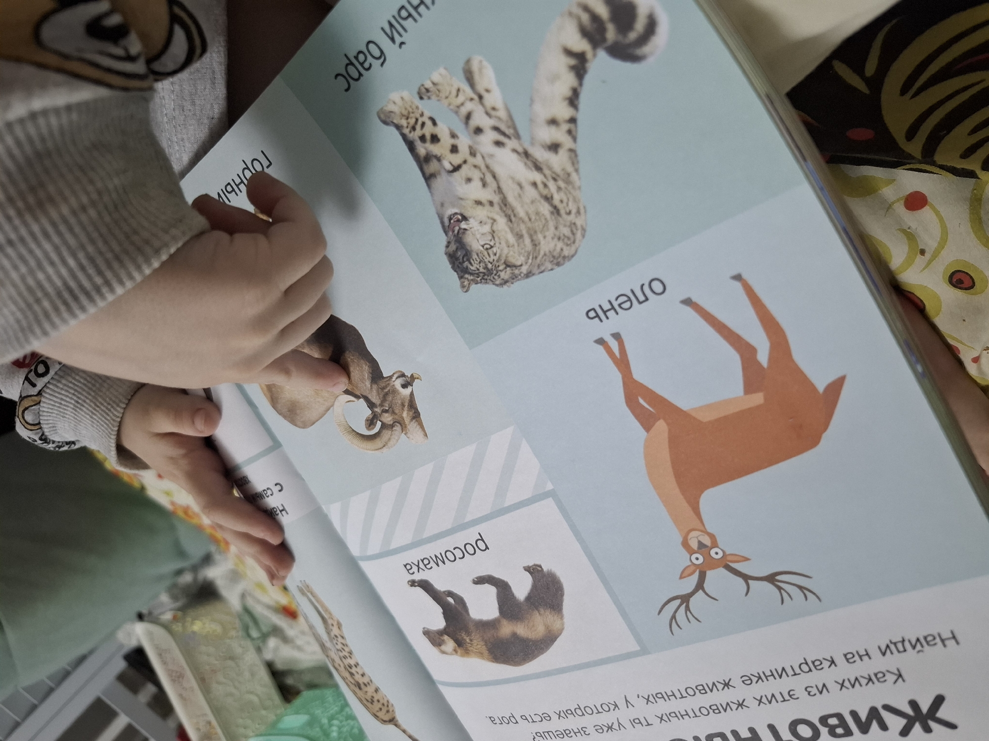 A child is looking at an open book with cartoon images of animals and text in Russian, likely in a home setting in Chaikovsky, Russia. The book includes pictures of a snow leopard, a mountain goat, a wolverine, and a deer. The child's hand is visible on the page near the goat. The book appears to be an educational tool for teaching children about animals.