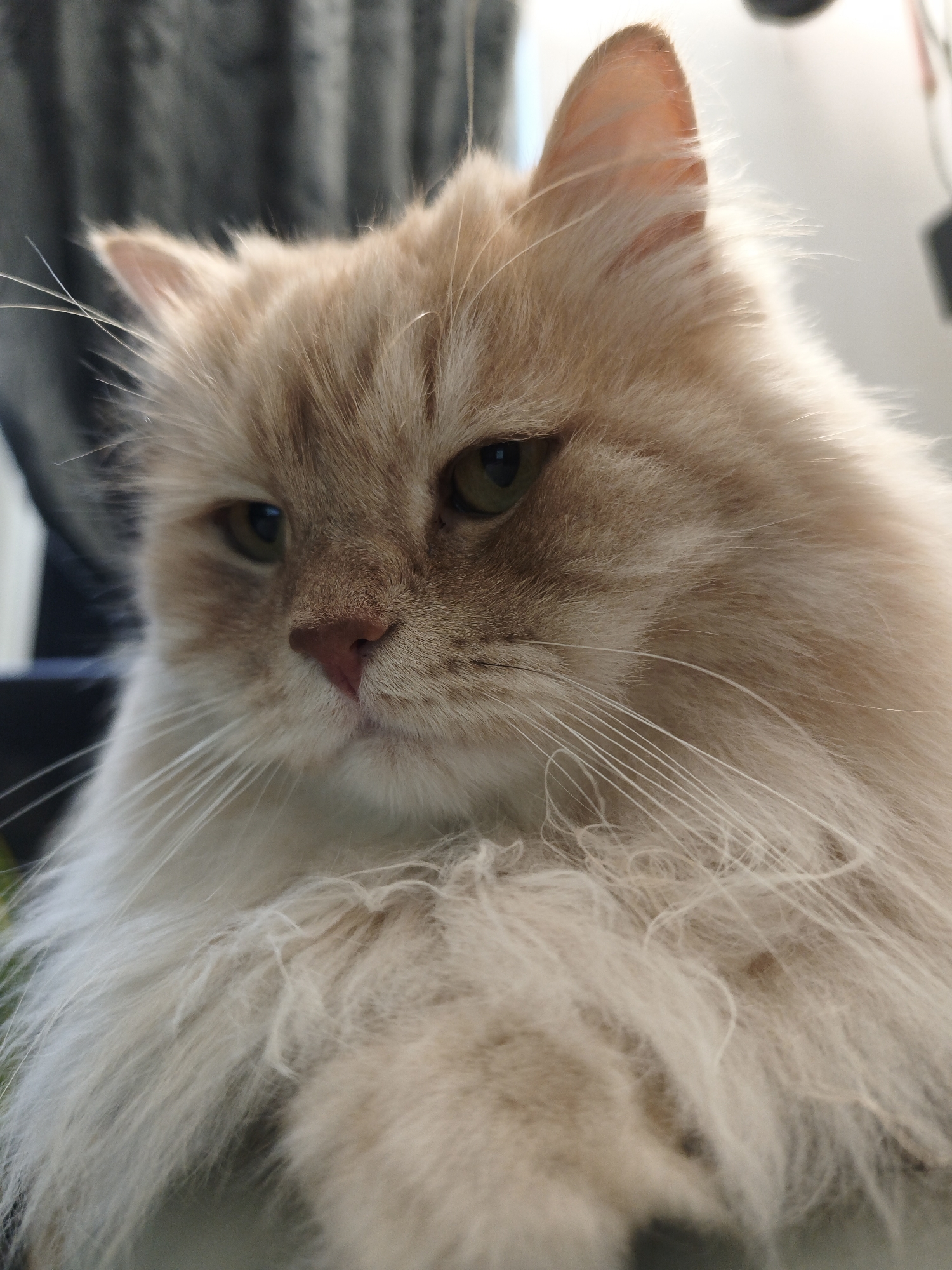 A close-up, slightly angled, portrait-oriented, vertical, medium shot captures a fluffy, light-orange Persian cat looking slightly to the left. The cat's fur is light orange and white, with prominent long whiskers framing its face. Its eyes are visible, one appearing green. The background is blurred, showing dark gray fabric on the left and a bright white area on the right, suggesting an indoor setting with soft lighting. The cat's nose is a light pink, and its ears are pointed upwards. The image is focused on the cat's head and upper chest, with the rest of its body obscured by its fur.