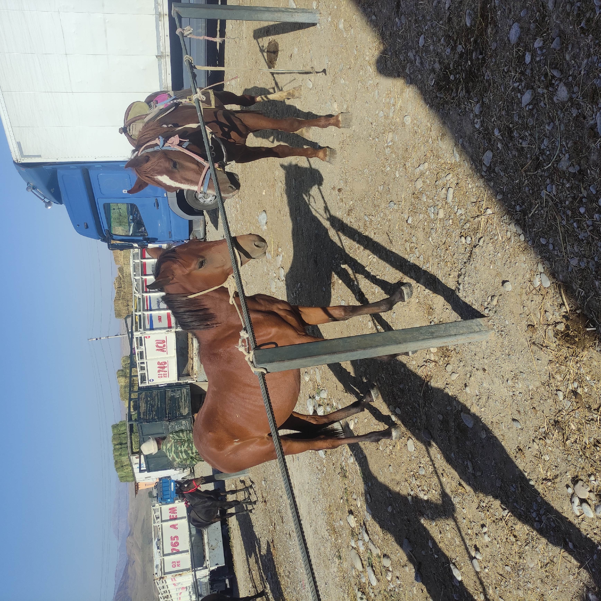 The image depicts an outdoor scene, likely a marketplace, in or near the city of Kara-Bulak, Kyrgyzstan. In the foreground, two horses are present. The horse on the left is a brown mare with a rope halter, standing on a dirt and gravel surface. The horse on the right is a brown and white stallion, also with a rope halter and a saddle. Behind the horses, several trucks are visible, including a large white trailer truck and a blue truck. One truck has a white box body with red lettering that reads "765 AEM" and "03 KG". Another truck has a similar white box body with red and blue lettering that includes "746 ACU". Hay bales are stacked on the beds of some of the trucks and trailers, suggesting the transportation of agricultural goods. A person wearing a camouflage uniform and a white hat is standing near one of the trucks, facing away from the camera. The ground is covered in dirt, gravel, and dry vegetation. The sky is clear and blue, and the sun casts long shadows across the scene. The overall impression is of a working agricultural or livestock market.