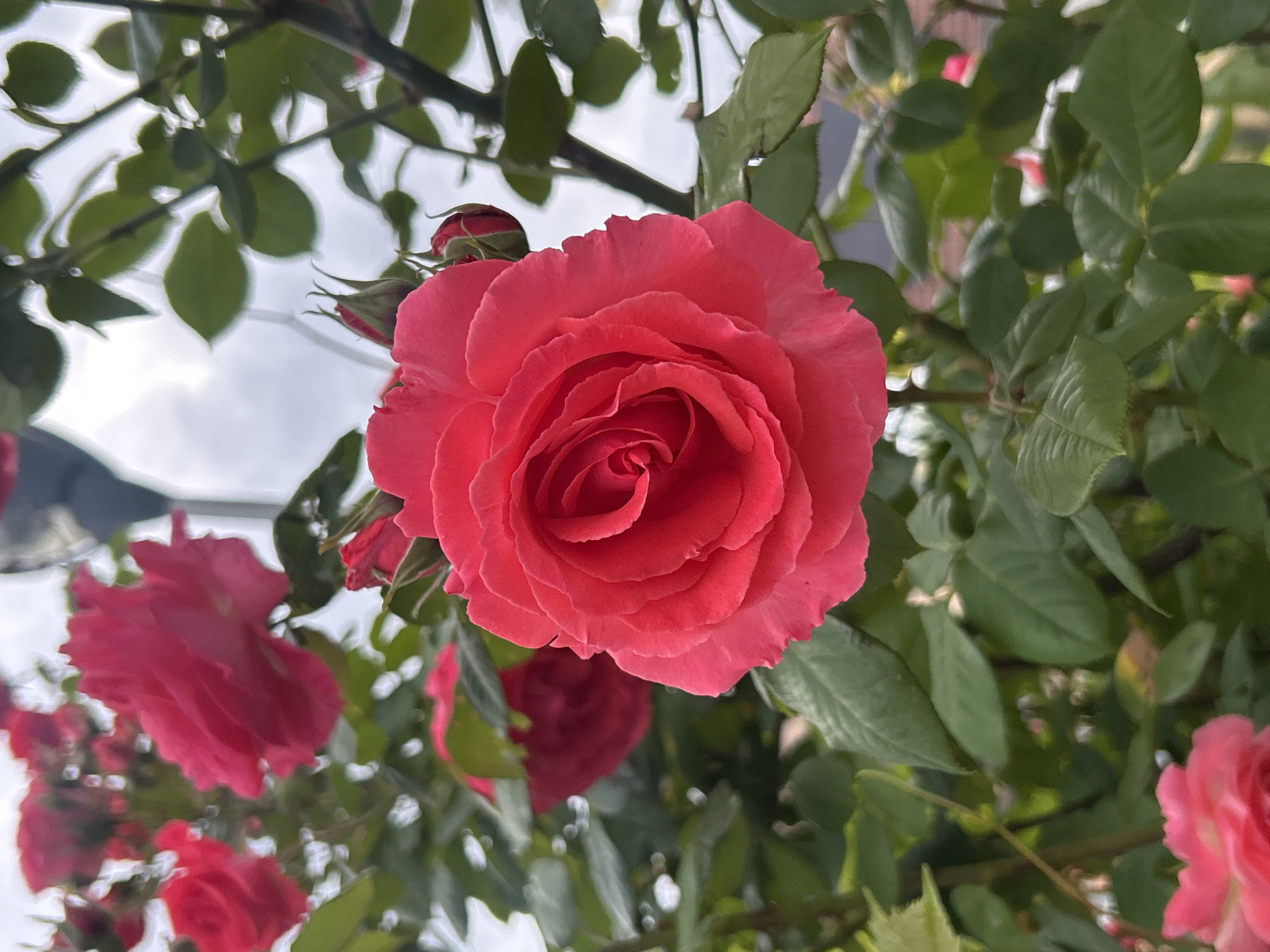 The image captures a close-up of a blooming red rose, surrounded by green foliage, including leaves and stems of the rose bush. The backdrop includes a cloudy sky, suggesting an outdoor setting. The location, Strasbourg, France, is not visually discernible from the image. The image primarily focuses on the aesthetic beauty of the rose in its natural environment.