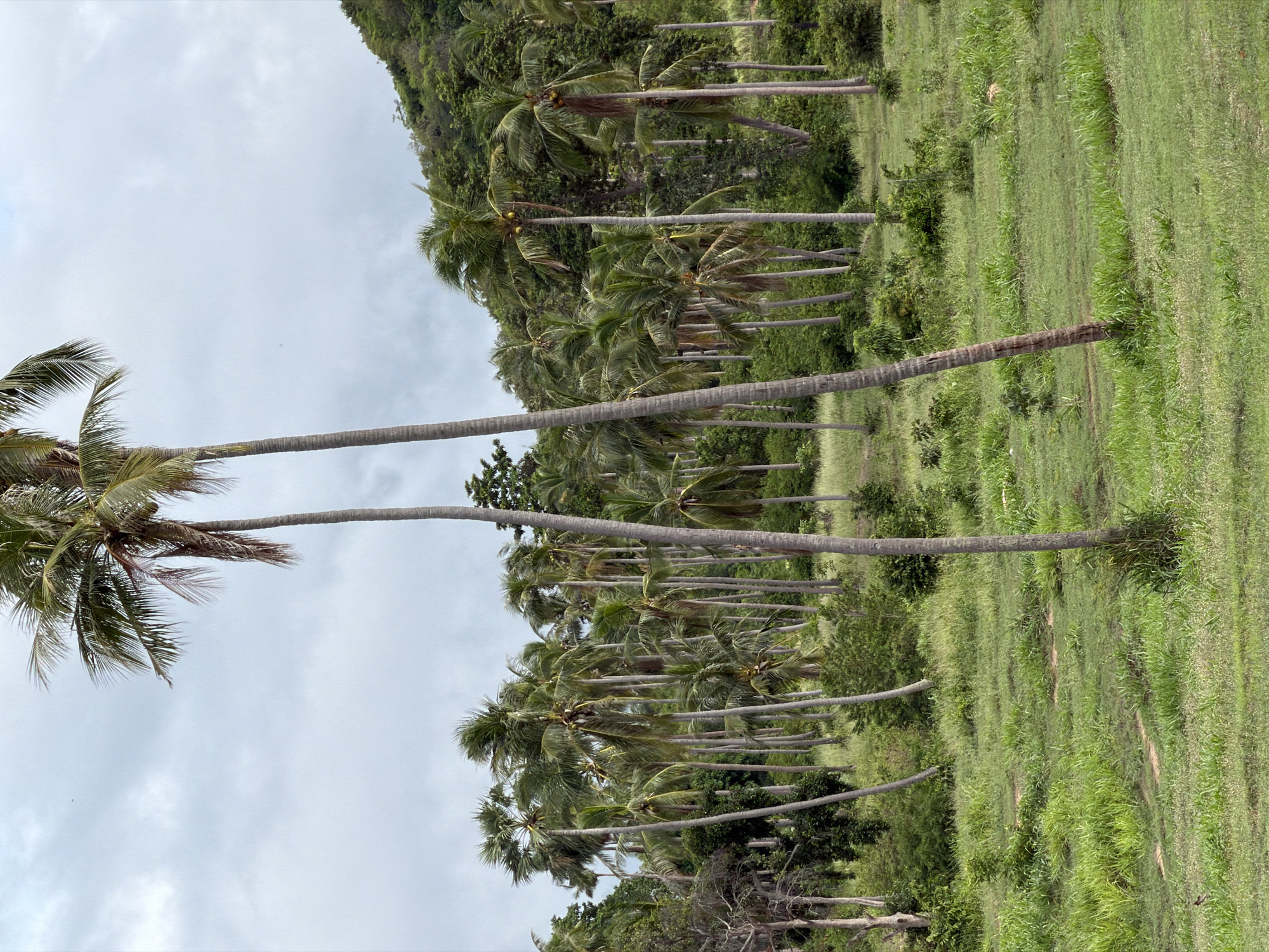 An outdoor, medium-angle, eye-level, vertical shot captures a lush, tropical landscape dominated by numerous tall, slender palm trees under a cloudy sky. The trees are scattered across a gently sloping grassy field, with dense vegetation and a hillside covered in green foliage forming the background. Two particularly tall palm trees stand in the foreground, framing the scene. The grass in the field varies in height, with some patches appearing taller and thicker than others. The overall impression is one of natural abundance and serenity in a tropical setting, likely on the island of Ko Samui, Thailand, known for its extensive coconut plantations and natural beauty. There are no people or animals visible in the image.