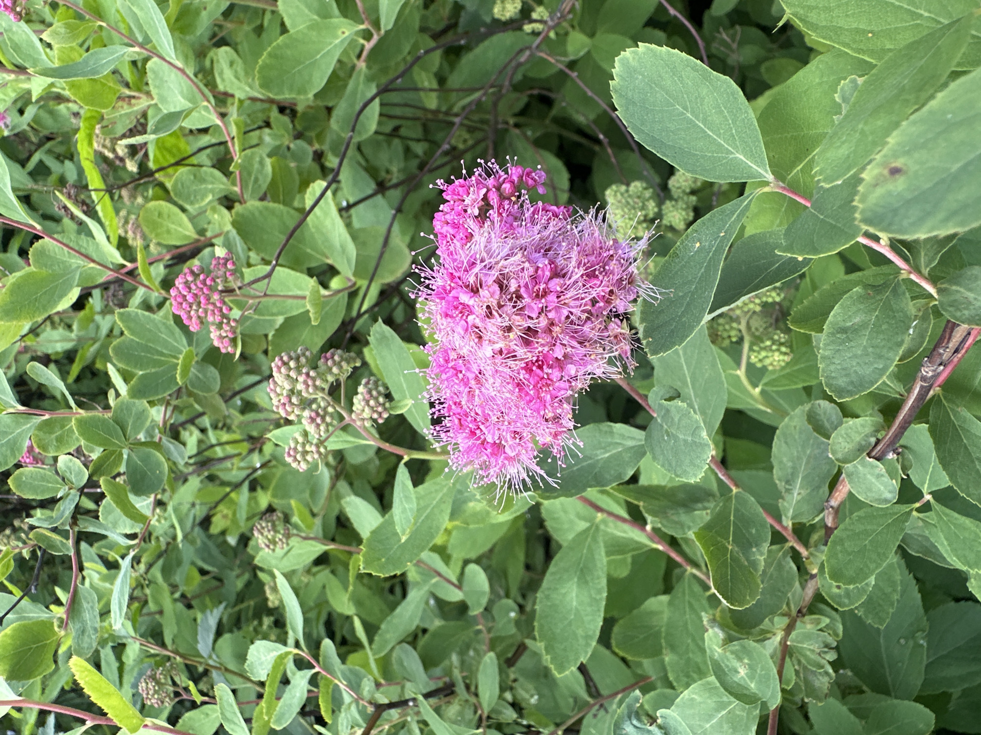 A close-up, eye-level shot captures a vibrant pink flower cluster amidst a backdrop of lush green foliage. The flower, which appears to be the main subject, is round and densely packed with small, individual florets, each adorned with delicate, thread-like stamens. The stamens are a lighter pink, creating a fuzzy texture. The leaves surrounding the flower are oval-shaped with serrated edges and are a deep green. In the background, more clusters of unopened pink flower buds are visible, along with the dark, woody stems of the plant. The lighting suggests an outdoor setting, possibly a garden or natural landscape. The scene is static and shows no signs of human presence.