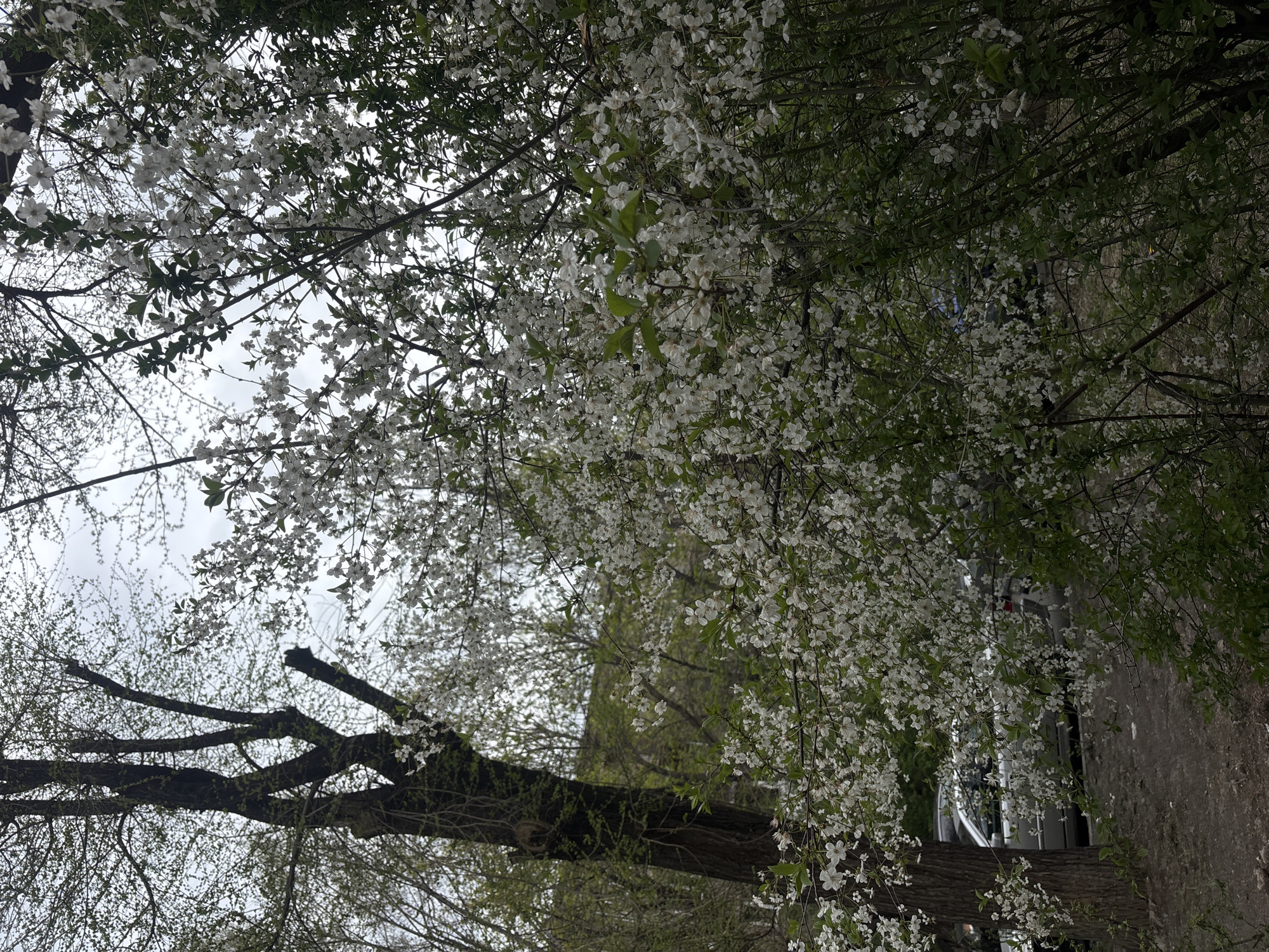 The image shows trees with white blossoms against a cloudy sky. The branches are partially obscuring the view. A dark-colored tree trunk and bare branches are visible in the lower left corner. A sidewalk runs along the right side of the frame, with a parked vehicle visible through the trees. The location is in Yerevan, Armenia.