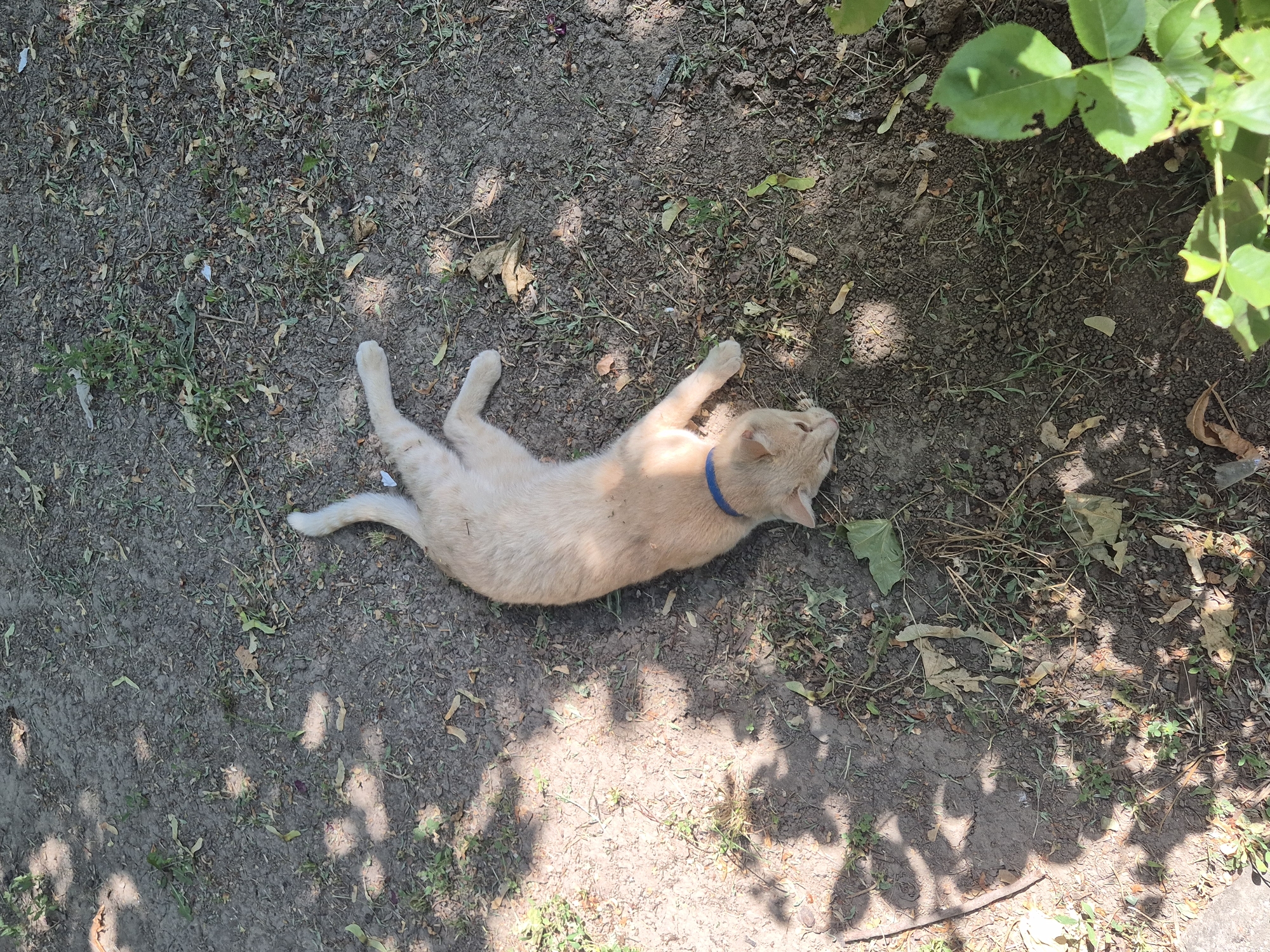 A light-colored cat with a blue collar is lying on its side on dry, dusty ground. The cat is facing left with its head down. There are shadows from trees cast on the ground, and scattered leaves and dry grass are visible. In the bottom right corner, a few green leaves are growing. The scene appears to be outdoors, possibly in a yard or park. The specific location mentioned is Sozonivka, Ukraine.