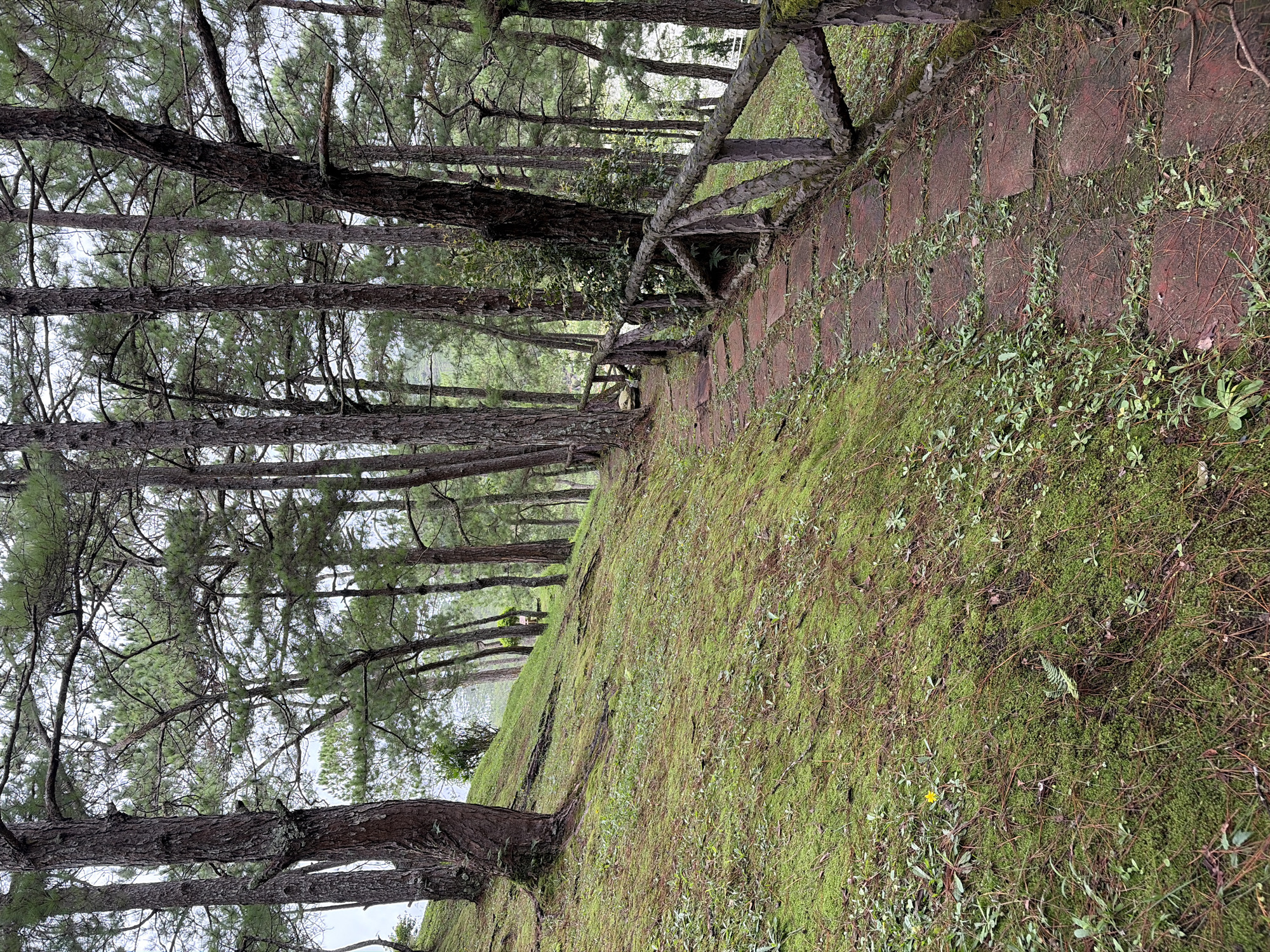 A stone pathway winds through a pine forest on a hillside. The path is bordered by a rustic wooden railing and covered in scattered pine needles and small green plants. The ground to the left of the path is a steep, moss-covered slope dotted with small plants and a single yellow wildflower. Tall, slender pine trees with rough bark dominate the scene, their branches forming a dense canopy overhead. The sky is overcast, creating a soft, diffused light. The overall impression is of a serene and slightly overgrown natural setting, likely a park or hiking trail in Lam Vien - Da Lat, Vietnam.