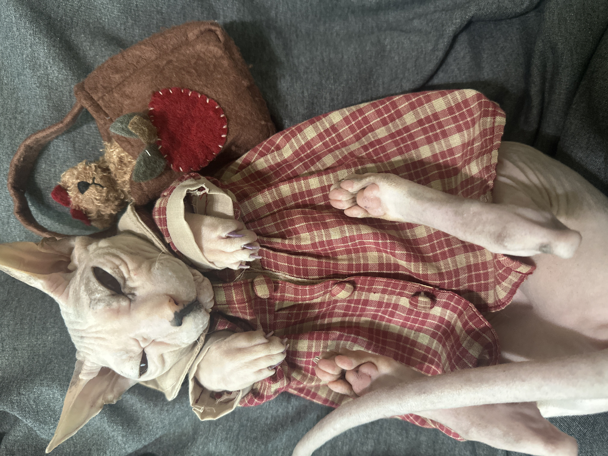 A Sphynx cat, dressed in a red and beige plaid dress with a white collar, is lying on a gray blanket. The cat has pink skin and prominent wrinkles. Its paws are visible, with purple nail polish on its front claws. To the right of the cat is a small brown fabric bag with a red felt apple applique and a small stuffed bear peeking out. The background is a plain gray textured surface, consistent with a blanket or upholstery. There is no identifiable location or context that would suggest Togliatti, Russia.
