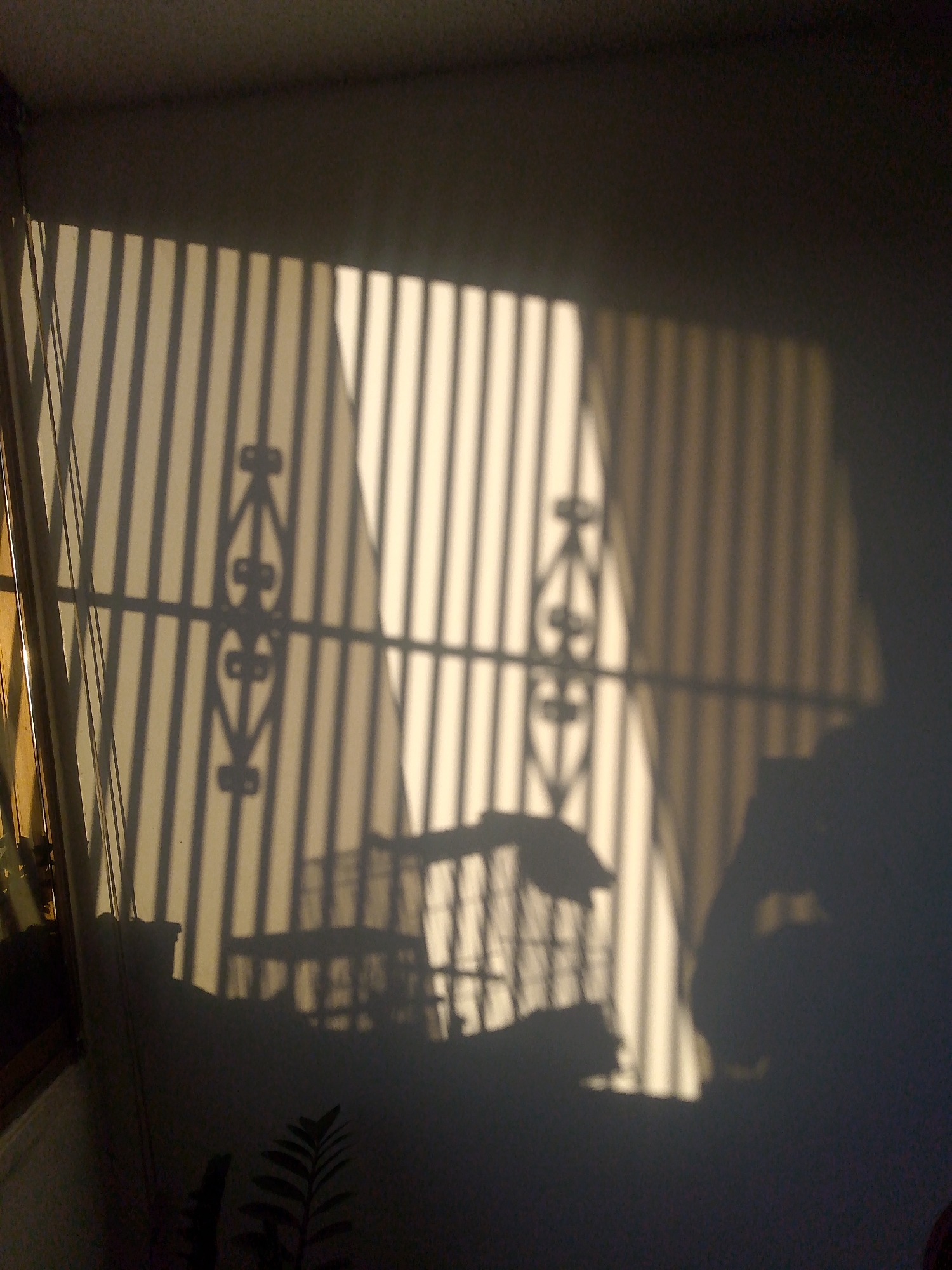 The image shows shadows cast on a wall. The shadows include a window with vertical blinds or bars, a decorative ironwork design, and a birdcage. There is a plant visible in the lower left corner. The setting is likely indoors, given the wall. The location in Caracas, Venezuela, is based on provided information but not evident from the image itself.