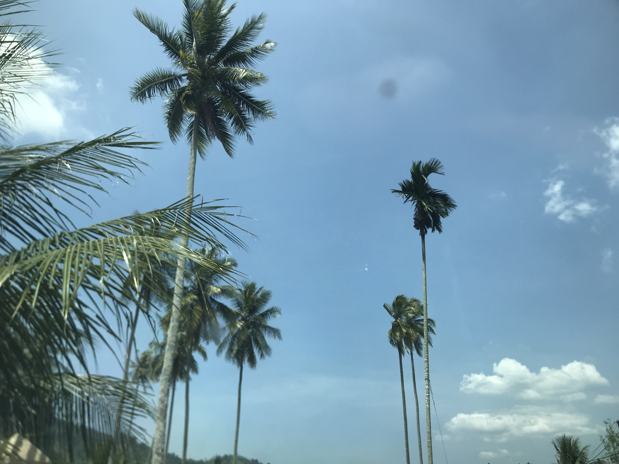 The image features a view of several palm trees set against a blue sky with scattered clouds. The trees vary in size and proximity, with some in the foreground and others in the background. The scene appears to be captured during daylight, with adequate natural lighting. The environment is likely outdoors, given the presence of trees and sky. The location is indicated as Geulumpangmeujim-Jim, Indonesia. No people, specific actions, or interactions are visible in the scene. The image mainly captures the natural environment with a focus on the palm trees.