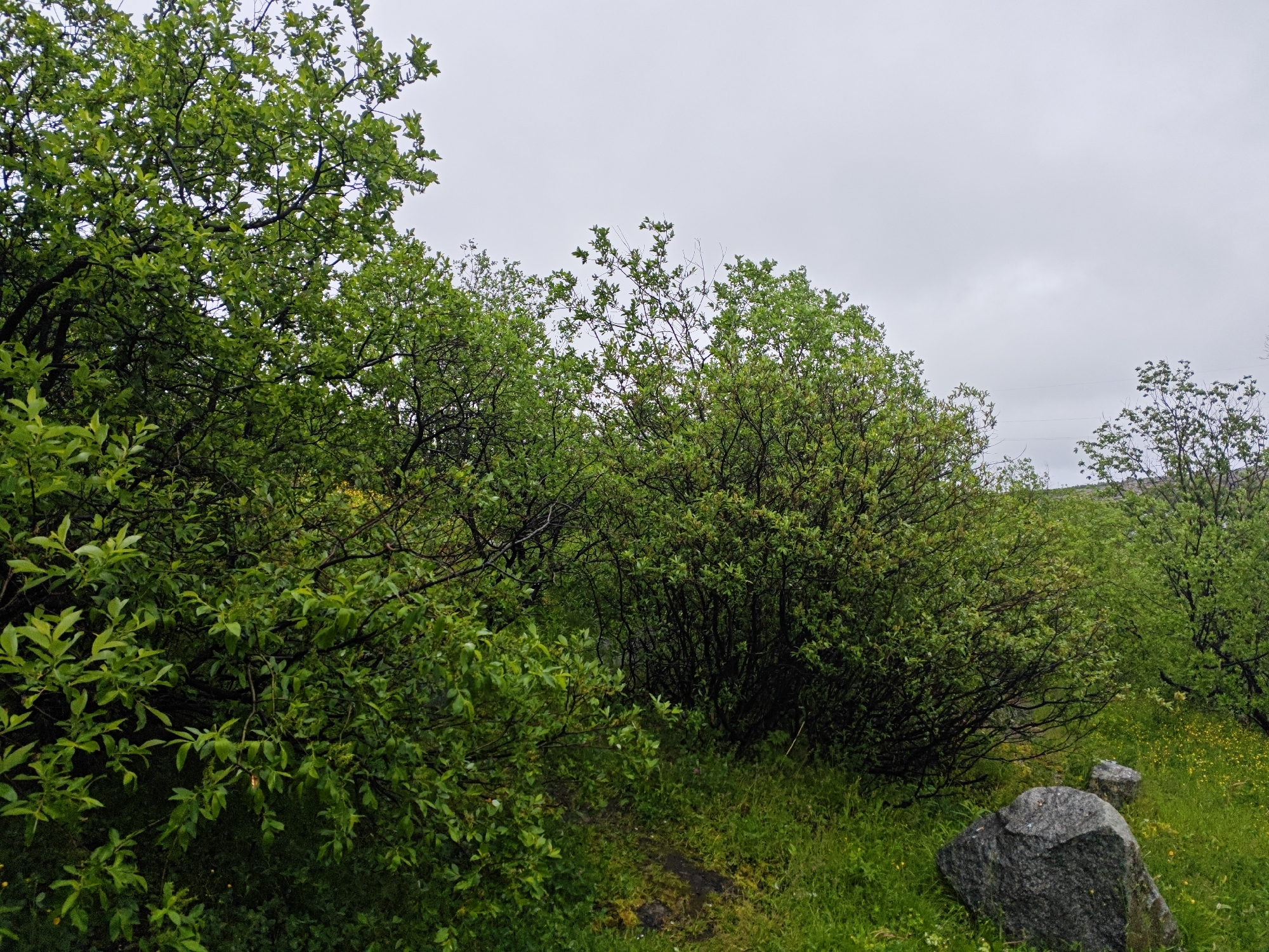 The image depicts a natural scene in the city of Polyarny, Russia, characterized by lush green vegetation under a cloudy sky. In the foreground, a large, dark gray boulder rests on the grassy ground, accompanied by a smaller, similar-colored rock nearby. The middle ground is dominated by dense green bushes and trees, their branches forming a thick canopy. The ground is covered in vibrant green grass, interspersed with patches of small yellow wildflowers. In the background, more trees and bushes extend into the distance, with a faint hint of hills or rising terrain under the overcast sky. The overall impression is one of a damp, verdant natural environment.
