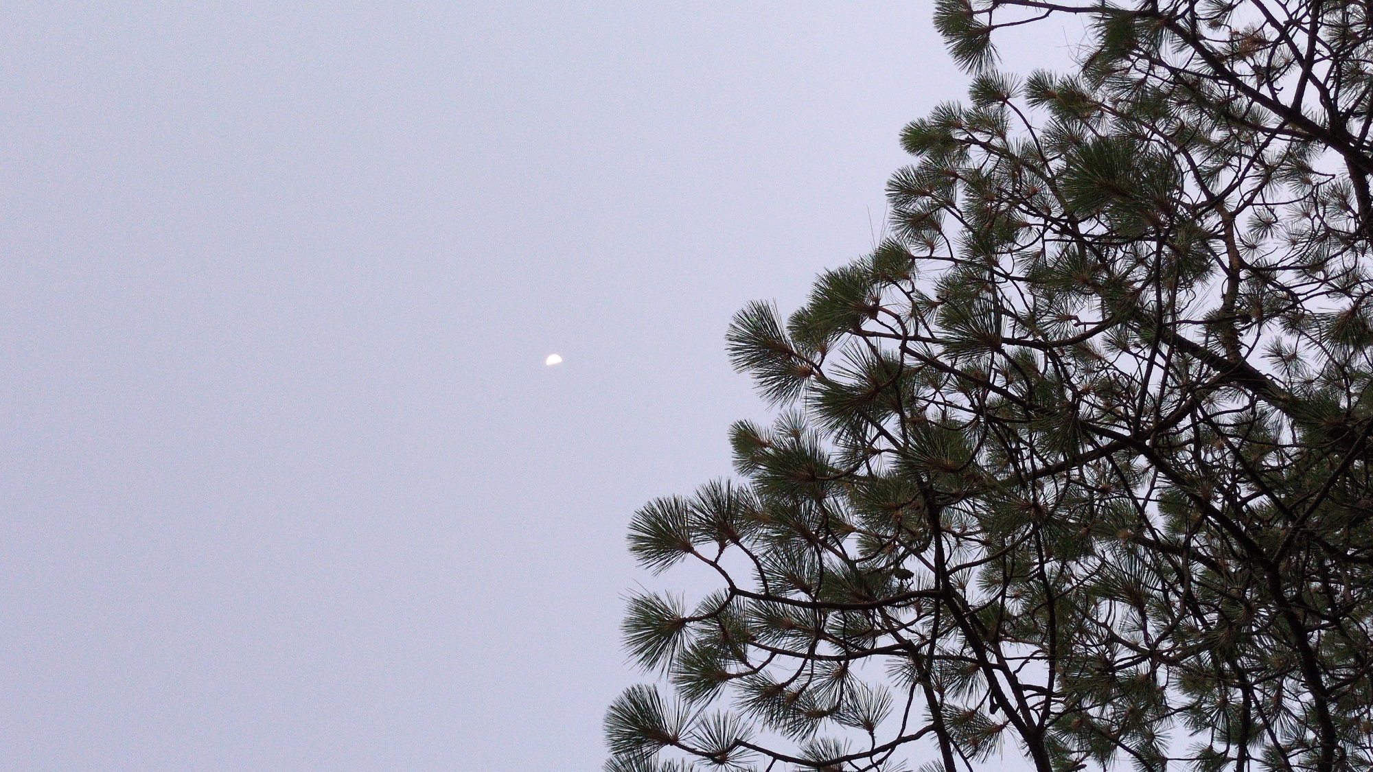 A view of a crescent moon in a grey sky with pine branches visible on the right side. The location in Barahamtheru, India, is not possible to determine.