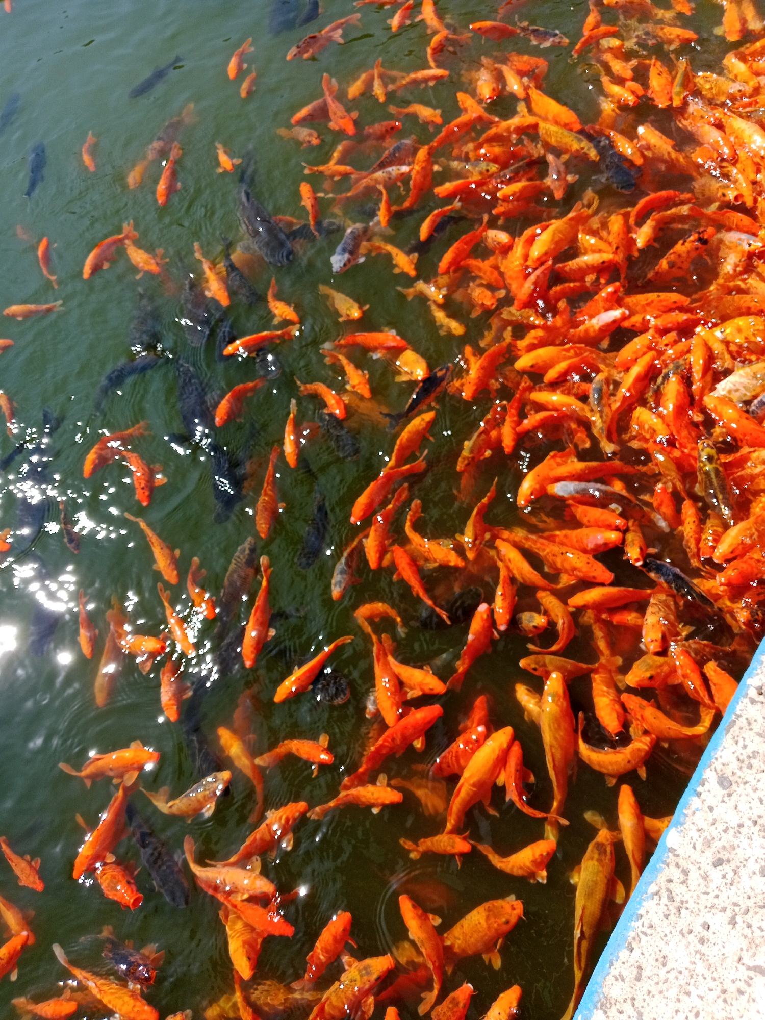 The image shows a dense school of goldfish swimming in murky green water. The fish are predominantly orange, with some black and white markings. They are tightly packed, with many of them overlapping. Some of the fish are facing different directions, indicating active movement. The water surface is partially obscured by the fish, but some reflections of sunlight are visible. A portion of a textured, light-colored concrete edge with a blue trim is visible in the lower right corner, suggesting this is an artificial pond or pool. The scene is devoid of any people or identifiable landmarks that would indicate a specific location in Tlogomulyo, Indonesia.