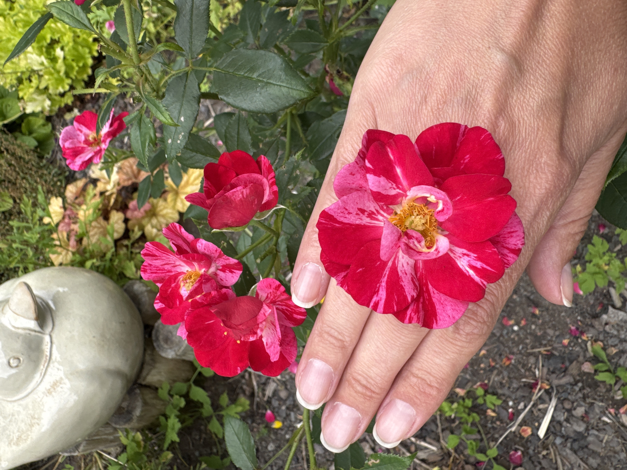A close-up shot focuses on a person's hand in the foreground, which is gently supporting a vibrant, variegated pink and red rose. The rose has multiple layers of petals, with streaks of lighter pink on the deeper red. The hand, with clean, manicured nails, is positioned to highlight the flower. In the background, out of focus, a light grey ceramic bird statue sits atop a cluster of wooden stumps. Further behind, lush green rose bushes with more pink and red flowers are visible, along with other garden foliage. The ground is covered with gravel and scattered rose petals. The scene suggests a garden setting in Österskär, Sweden.