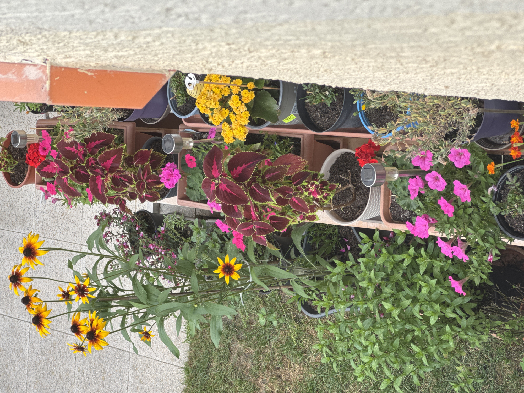 The image displays a collection of potted plants arranged along a textured, light-colored wall, likely a building exterior, in Bietigheim-Bissingen, Germany. The plants include bright yellow coneflowers with dark centers, vibrant pink petunias, and coleus with deep burgundy and green leaves. Several smaller plants with green foliage and some dried, wispy plants are also visible. The pots are of various shapes and materials, including brown plastic, black plastic, and terracotta-colored containers. Some pots have small solar-powered lights inserted into the soil. The ground around the pots appears to be a mix of grass and paved tiles. The overall scene suggests a well-maintained urban garden or balcony setting.