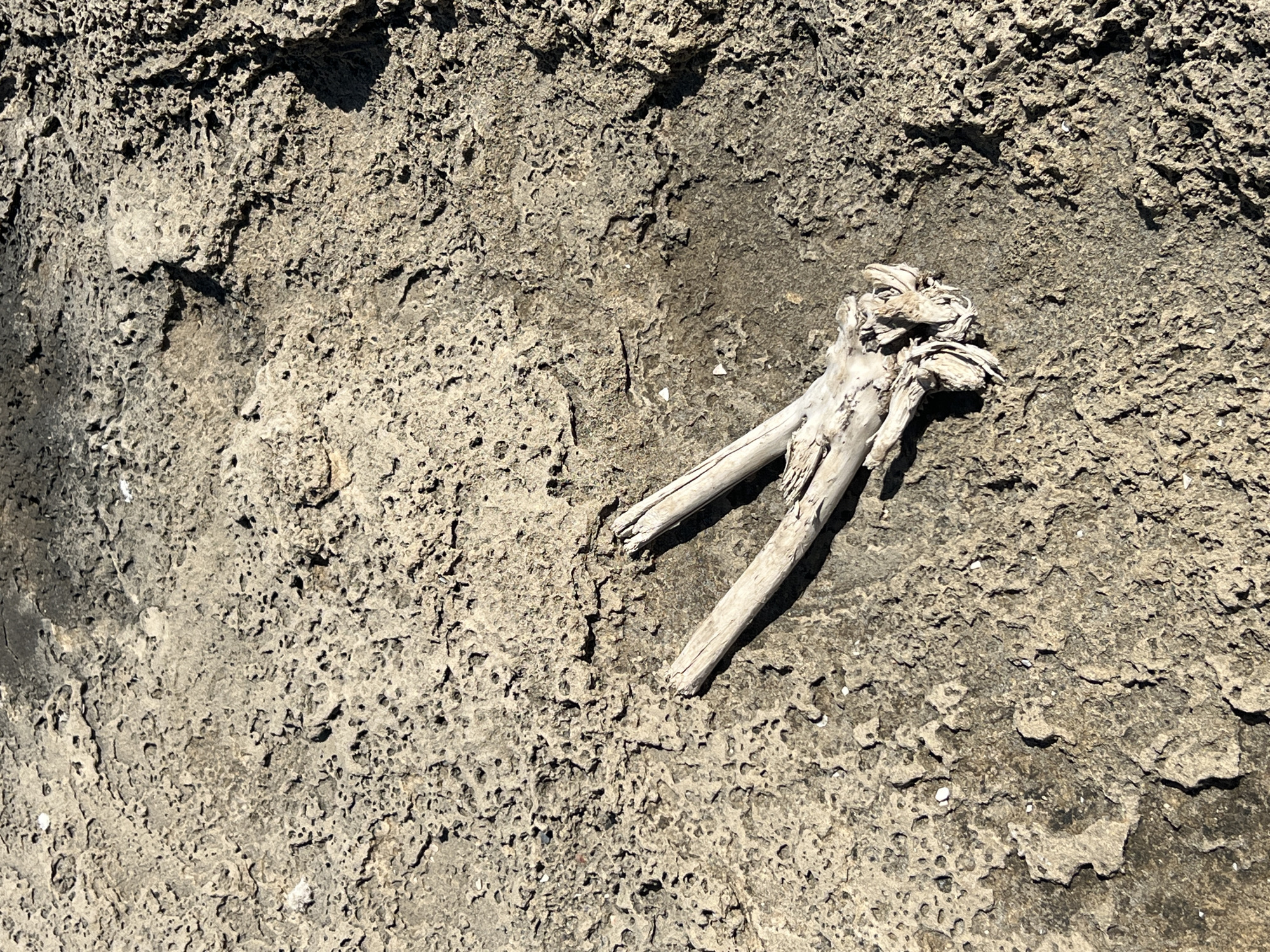 A close-up, overhead view of weathered, porous, light brown rock formations with a piece of light-colored driftwood resting on its surface. The driftwood is split into two main branches, forming a V-shape, with its end frayed and splintered. The rock exhibits a rough, textured surface with numerous small holes and depressions, suggesting erosion. Shadows are cast on the rock, indicating a bright light source from the upper right. The scene appears to be an outdoor natural environment, likely a coastline or arid landscape. The location is identified as Hof HaCarmel Regional Council, Israel. There are no people or animals visible in the image.