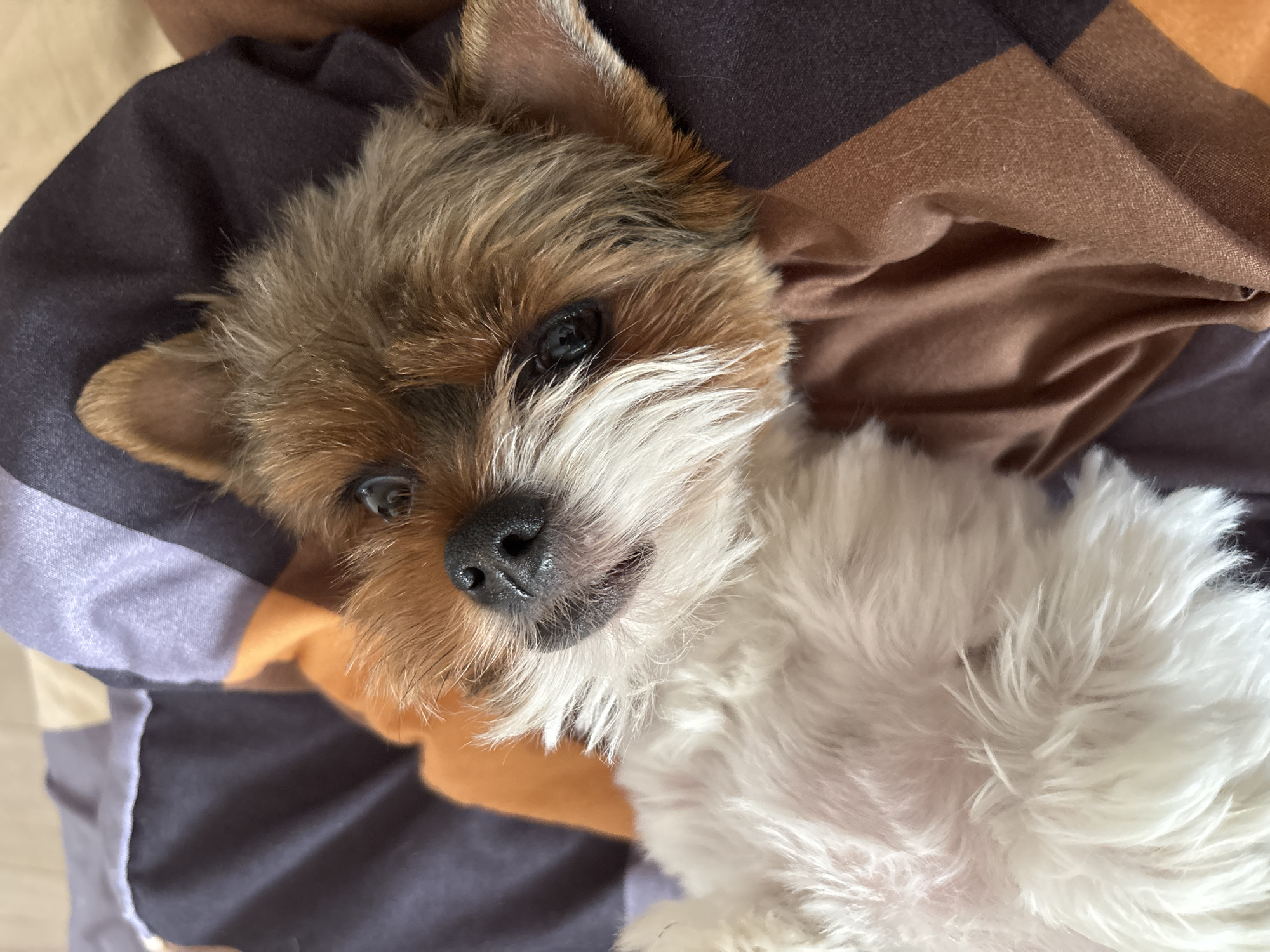 A small dog, possibly a Yorkshire Terrier or a similar breed, is captured in a close-up, high-angle shot, resting indoors on patterned bedding. The dog has a mix of tan and brown fur on its head and ears, transitioning to white fur around its muzzle, chin, and chest. Its dark, expressive eyes are open, looking directly towards the viewer with a relaxed, slightly curious expression. A prominent black nose and parts of its mouth are visible.
The dog is lying on its back or side, with its white fur filling a significant portion of the lower frame. It is nestled against or partially covered by soft bedding that features distinct blocks or stripes of dark brown, a medium brown, a muted purple/lilac, and an orange/tan color. The fabric of the bedding appears soft and textured.
The lighting in the image is soft and diffused, characteristic of indoor daytime conditions. The overall scene conveys a sense of comfort and a peaceful moment. No visible text is present in the image. The location context for this media file is Vratsa, Bulgaria.