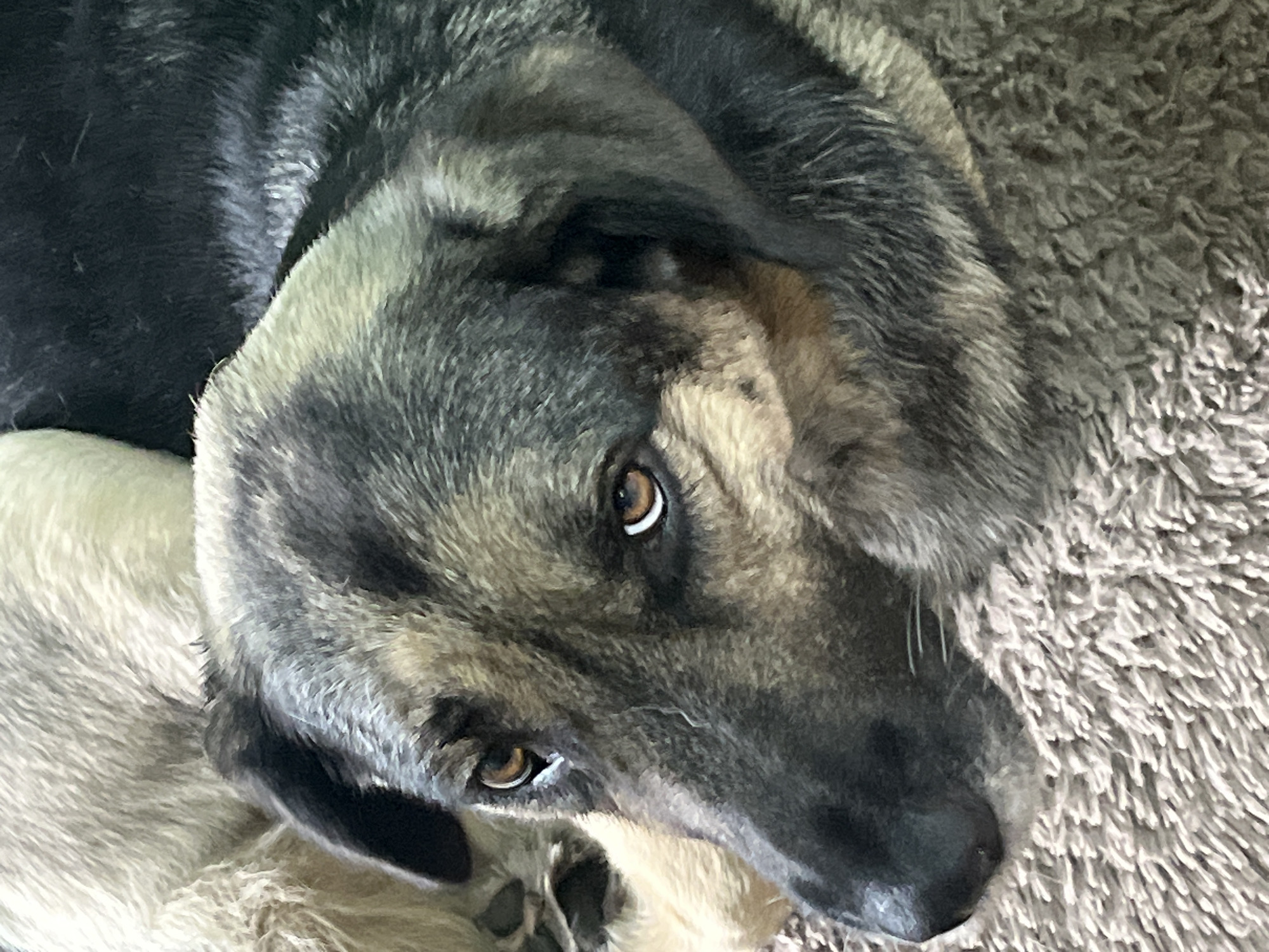 A close-up, eye-level shot shows the head of a German Shepherd dog resting on a shaggy, brown rug. The dog has soulful, brown eyes and a black nose. Its fur is a mixture of black, gray, and tan. The background is blurred, showing the backs of other dogs, one light tan and one black. No specific location in Nizhny Tagil, Russia, can be identified.