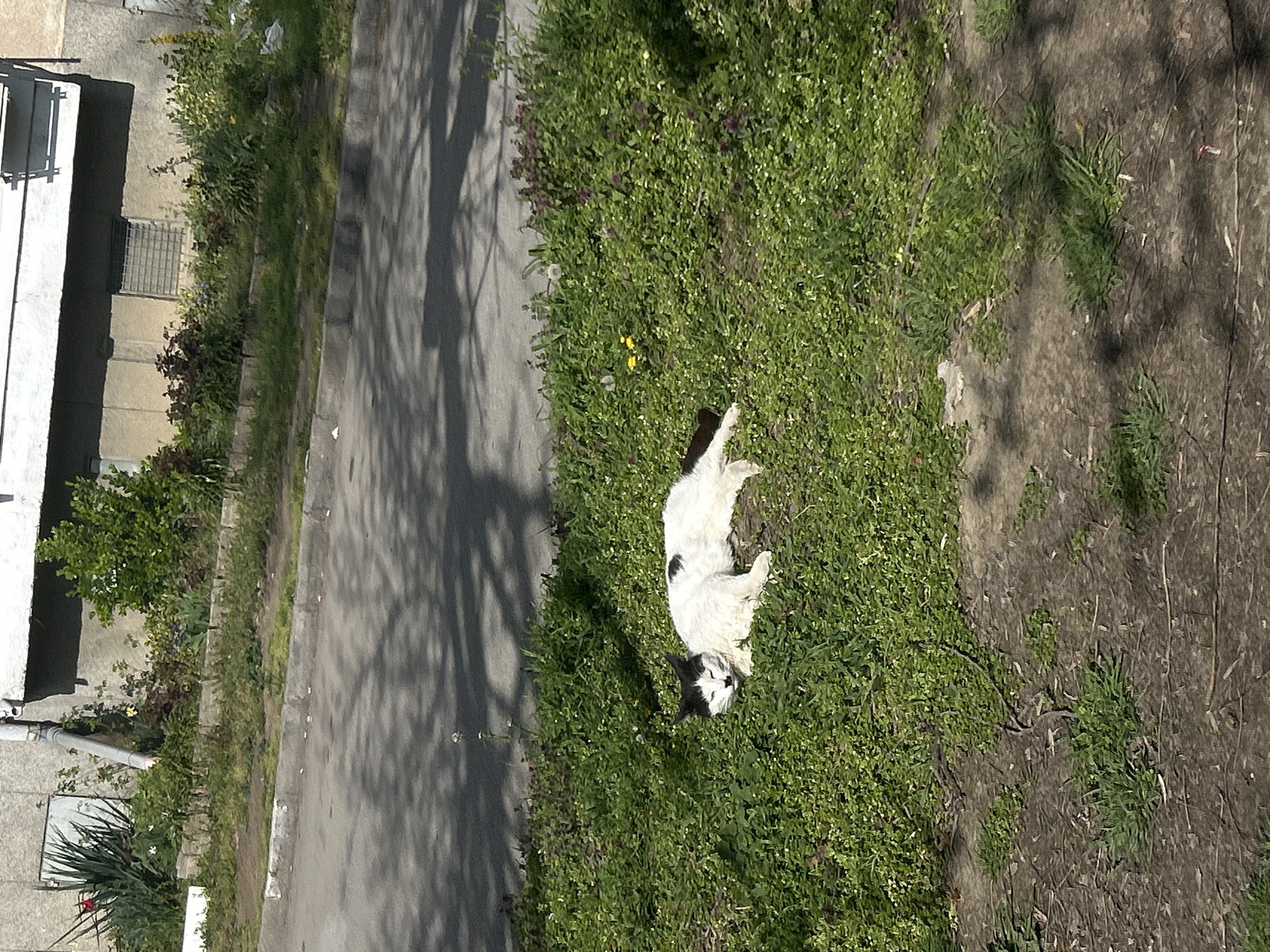 The image shows a street scene in Plovdiv, Bulgaria, viewed from an elevated position. A white and black cat is lying in a patch of grass between a sidewalk and a dirt area. A road runs parallel to the sidewalk. A building is located adjacent to the sidewalk. Tree shadows are visible on the road and grass.