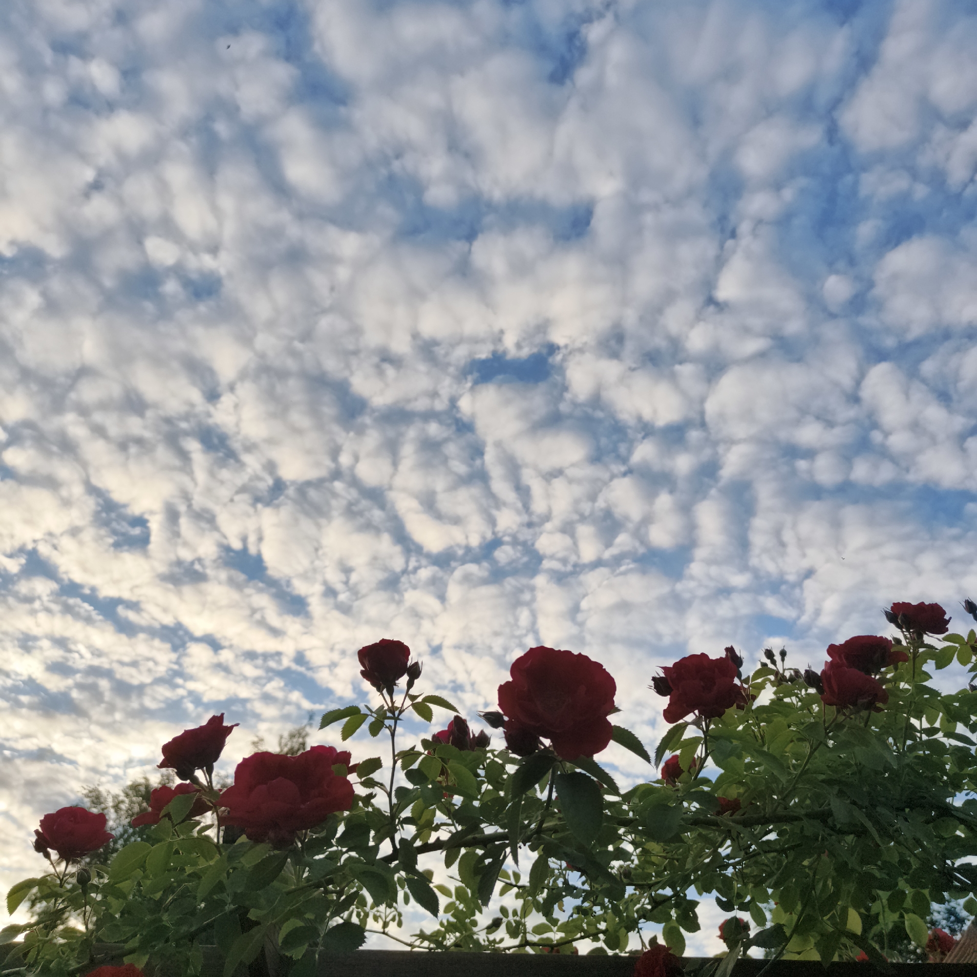 The image displays a close-up view of red roses in bloom, set against a backdrop of a sky filled with patchy white clouds against a blue expanse. The roses are positioned in the foreground, with their dark red petals and green foliage prominently visible. The sky occupies the upper portion of the image, characterized by a textured pattern of cumulus clouds. There is no indication of specific location within the city of Chaikovsky, Russia. The scene appears to be outdoors, likely in a garden or park setting, with no people or specific actions depicted. The lighting suggests it could be either early morning or late afternoon, given the soft illumination of the clouds.