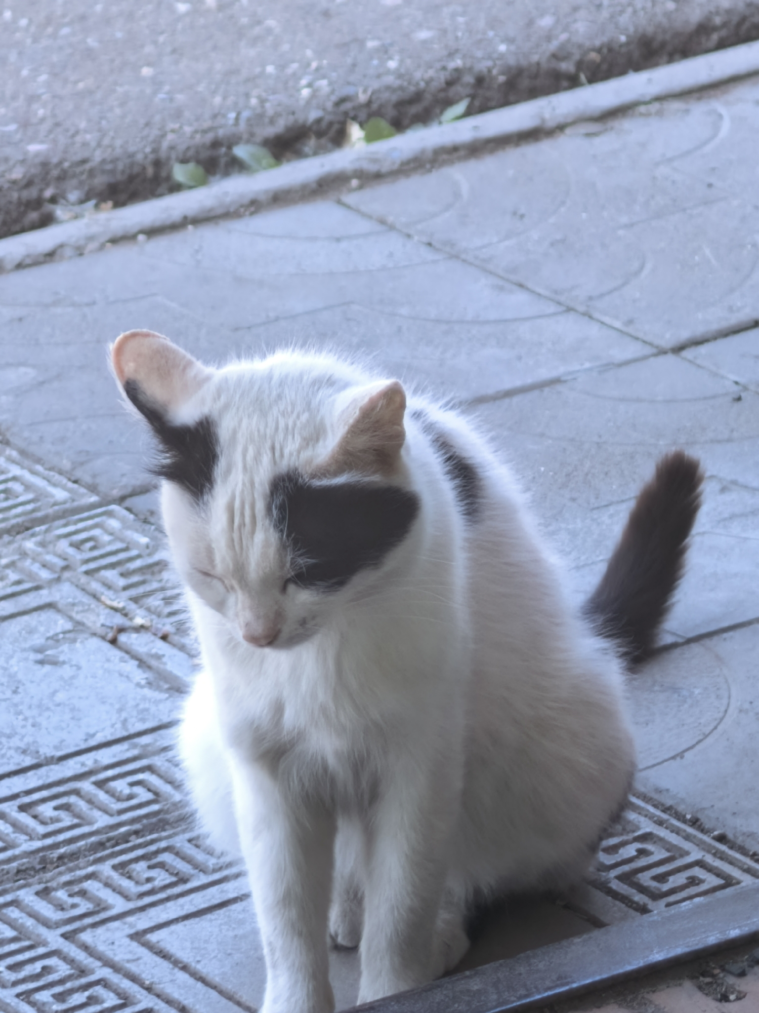A white cat with black markings is sitting on a patterned concrete surface. The cat's eyes are closed. The concrete surface is light gray and has a geometric pattern of repeating squares. The location and further details are not determinable from the image.