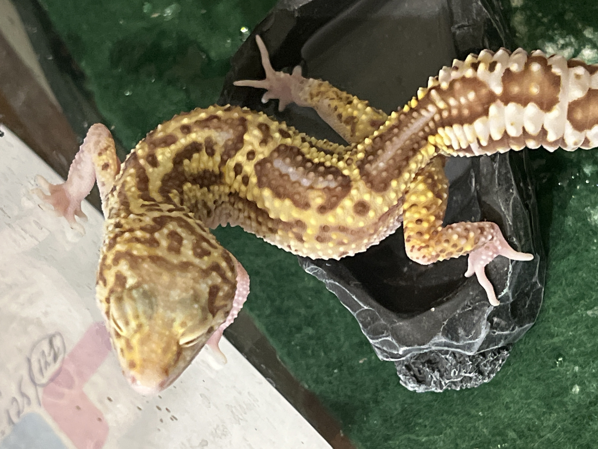A leopard gecko with yellow and brown blotches is resting with its eyes closed. Its head is angled downwards toward the lower left. Its body is curled on top of a rough, dark gray object, possibly a piece of rock or a shelter. Its feet are pale pink. The gecko is on a green surface. The background is blurry, with some white and pink objects visible. The location is not discernible from the image, and the city of Mendeleyevsk, Russia is not relevant.