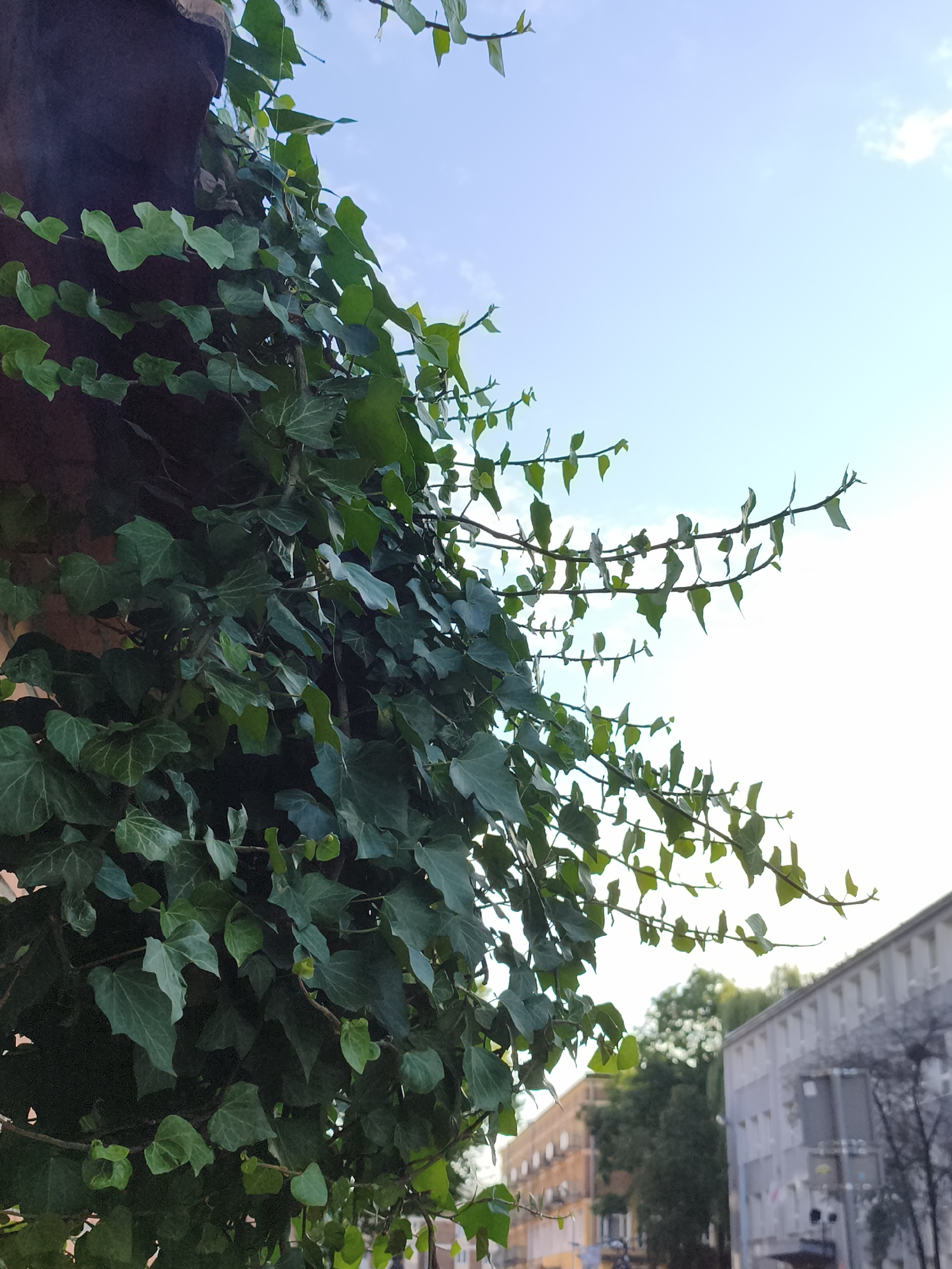 The image depicts a close-up view of ivy vines growing on a building facade, with a bright, overcast sky in the background. The ivy leaves are a deep green, some clustered densely on the left side of the frame, while thinner tendrils extend towards the right. In the background, there are hints of urban structures, including buildings and trees, suggesting an outdoor setting within a city. The lighting suggests it is daytime. Based on visual analysis of architectural styles commonly found in the city, this scene is consistent with the architecture found in Gdańsk, Poland.
