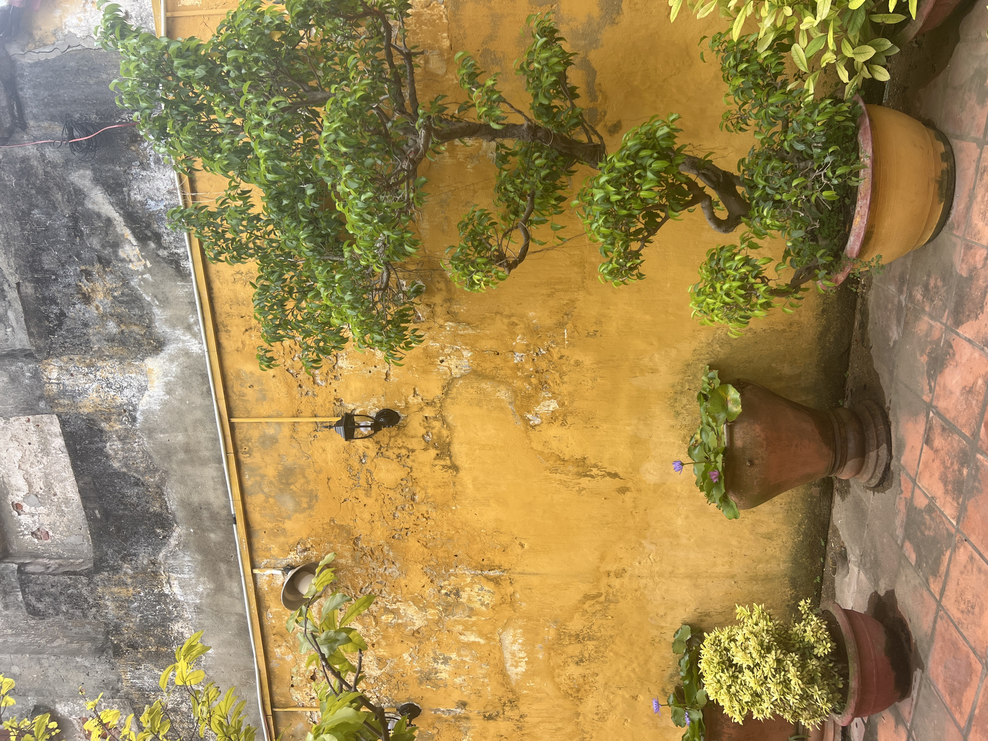 The image shows a courtyard in Hoi An, Vietnam. The wall behind the courtyard is painted a vibrant yellow and is weathered, showing signs of age and peeling paint. Two black wall-mounted lanterns are attached to the wall. In the foreground, there are several potted plants. One large pot holds a bonsai tree. To the left of the bonsai, there are two smaller pots, one containing a bushy green plant and another holding water lilies with purple flowers. The courtyard floor is paved with reddish-brown tiles. The overall impression is one of a tranquil, sun-drenched space with lush greenery.