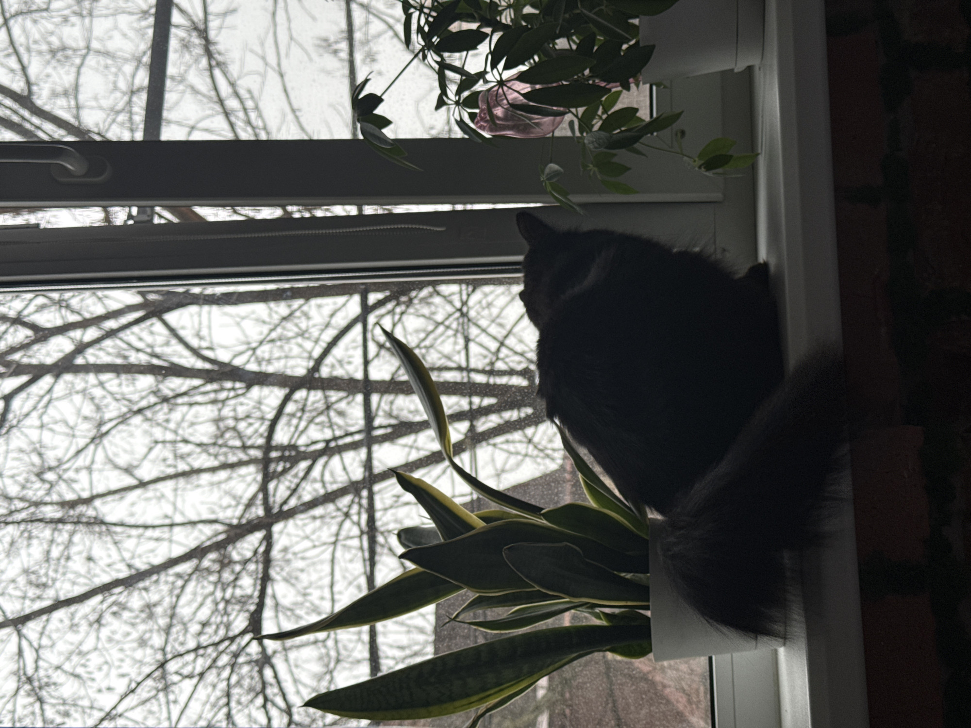 The image captures an indoor scene in Rostov-on-Don, Russia, focused on a window with an outdoor view. A dark-furred cat, silhouetted against the bright exterior, is positioned on a white windowsill, facing right and looking towards the window's upper portion. Its long, bushy tail extends to the left, resting on the sill. To the left of the cat is a potted Sansevieria plant (snake plant) with tall, variegated green and yellow leaves, contained in a white pot. To the right of the cat, another potted plant with multiple green leaves, possibly a Schefflera, sits in a white pot. A faint pink, translucent object is partially visible behind the rightmost plant. The window consists of white PVC frames; a white handle is visible on the vertical mullion separating two window panes. Beyond the window, numerous bare, deciduous tree branches are discernible against an overcast, bright sky, indicating a dormant season. Below the windowsill, a portion of reddish-brown brickwork is visible, suggesting the exterior structure of the building.