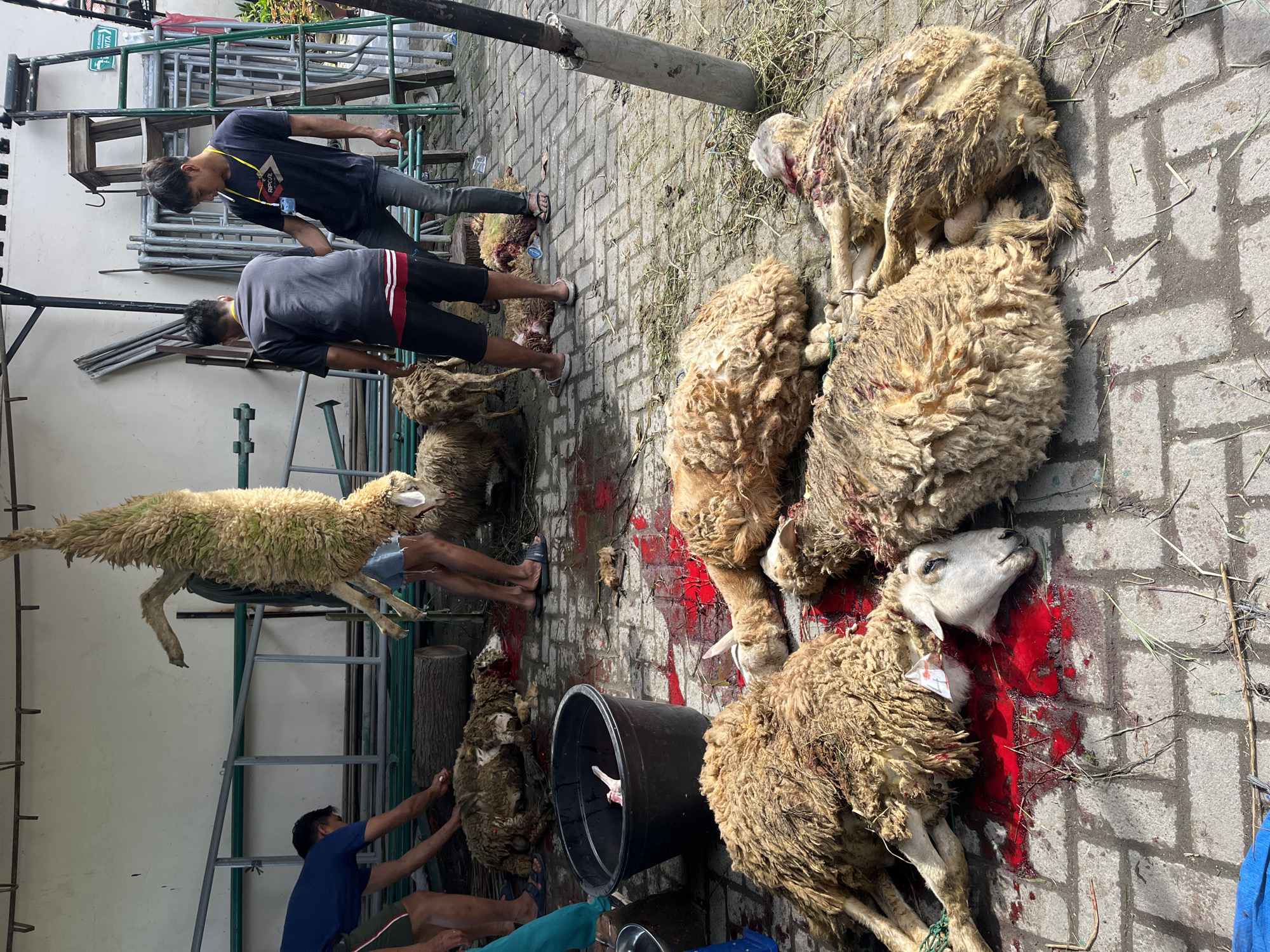 In Paya Geli, Indonesia, several men are butchering sheep on a brick patio outdoors. Some sheep carcasses lie on the patio floor surrounded by red fluid, while others hang from a metal rack. A large black bucket is present, possibly to collect blood or discarded parts. The men appear to be processing the animals, possibly as part of a religious or cultural practice. The area is partly shaded, and miscellaneous tools and equipment are visible near the metal rack.
