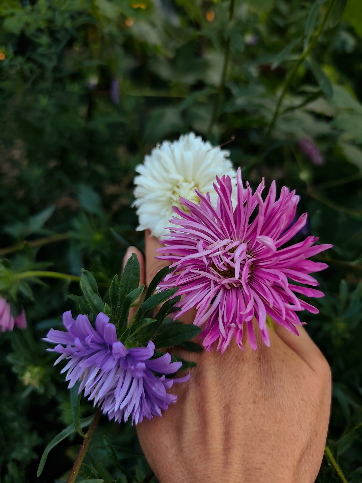 In Durlești, Moldova, a person's hand holds three aster flowers in varying shades of purple, pink, and white. The hand, with visible veins and skin texture, supports the blooms against a dark green, out-of-focus natural background. The asters are delicate and multi-petaled, creating a soft contrast with the hand.