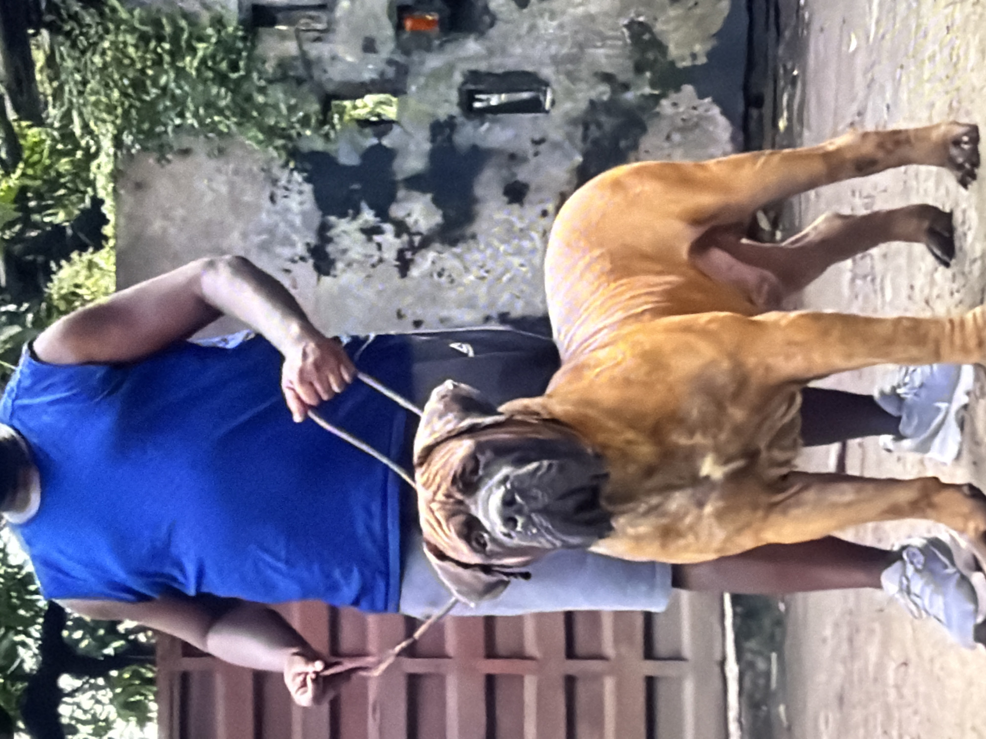 A medium-shot, eye-level, outdoor, daytime photograph shows a person in a blue sleeveless t-shirt and grey shorts holding a brown dog on a leash. The person is standing behind and to the left of the dog. The dog is a large, muscular breed with tan fur and a dark muzzle. It is facing forward, looking directly at the camera. The background includes a brown wooden fence on the left, and a weathered, textured wall with green vines on the right. The ground is rough and dusty. The scene appears to be in a residential or semi-urban area, possibly in Bukuru, Nigeria.