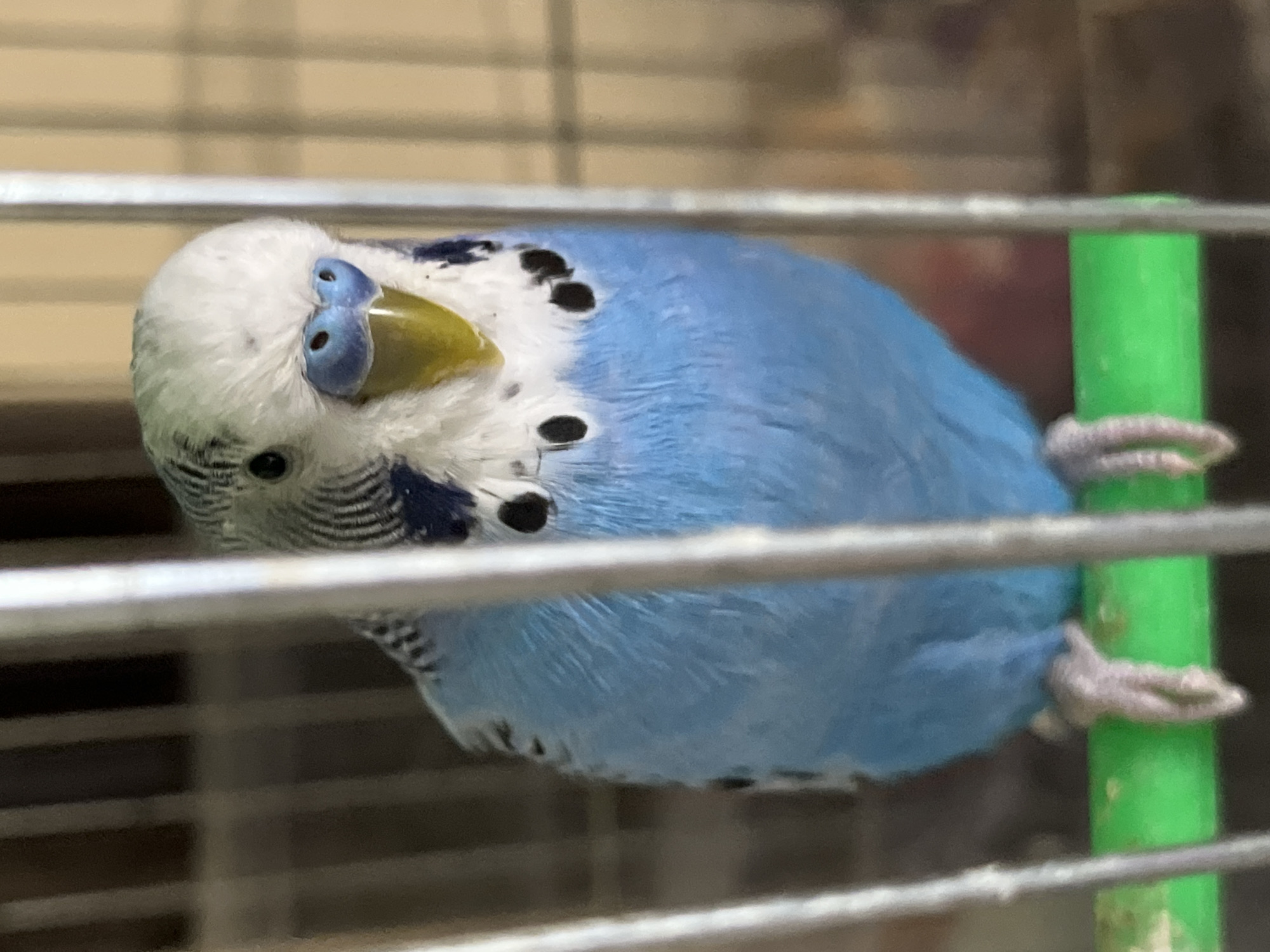 The image presents a close-up, eye-level view of a blue and white budgerigar, or parakeet, situated inside a cage. The bird is the main subject, dominating the frame. It features a bright white head with small black spots on its cheeks and faint black barring visible towards the back of its head. Its cere, located above a vibrant yellow beak, is blue. The bird's body is predominantly a vivid sky blue, transitioning to a lighter blue or white on its belly.
The budgerigar is captured with its head tilted slightly, looking directly towards the camera, conveying a sense of curiosity or attentiveness. Its feet are clasped around a bright green, cylindrical perch or bar that runs vertically on the right side of the frame. The setting appears to be indoors, with the bird confined within a cage, evidenced by blurred metal bars in both the foreground and background. The background is indistinct, suggesting an interior environment like a wall or blinds. No specific time of day, weather conditions, or visible text can be identified within the image. The lighting is clear, accentuating the bird's colorful plumage. The photo was taken in Shumen, Bulgaria.