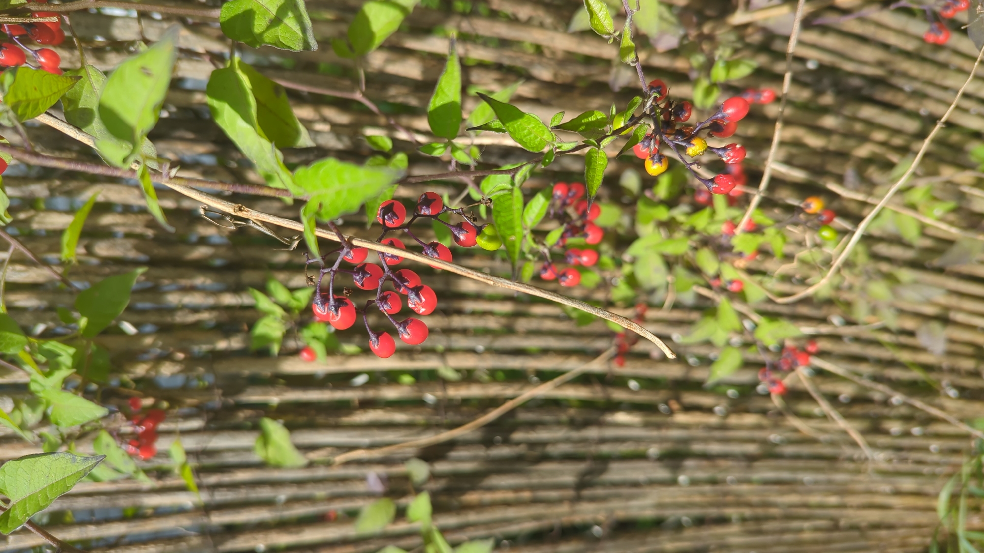 A close-up, vertical, eye-level outdoor shot captures a branch with clusters of small, red berries hanging against a blurred background of a wooden fence. The berries are round and shiny, some with darker tips, and appear to be ripe. Green leaves are interspersed among the berries and stems. The fence is composed of vertical wooden slats, creating a textured backdrop. The lighting suggests a sunny day. The location of this scene is unspecified in Montreal, Canada.