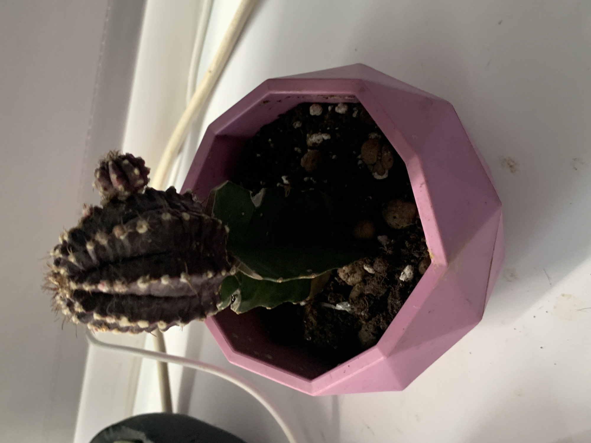 A close-up, slightly low-angle shot shows a small, dark purple and green grafted cactus in a faceted pink planter. The cactus, with small yellow spines and what appear to be developing pups on its upper right side, sits in dark soil mixed with small pebbles. The planter is octagonal with geometric, angled sides. The background is out of focus, showing a white surface, a white cord, and a thin, light-colored rod running horizontally. No people are present, and the scene appears to be indoors, possibly on a windowsill or shelf. The lighting is dim, casting shadows within the planter.