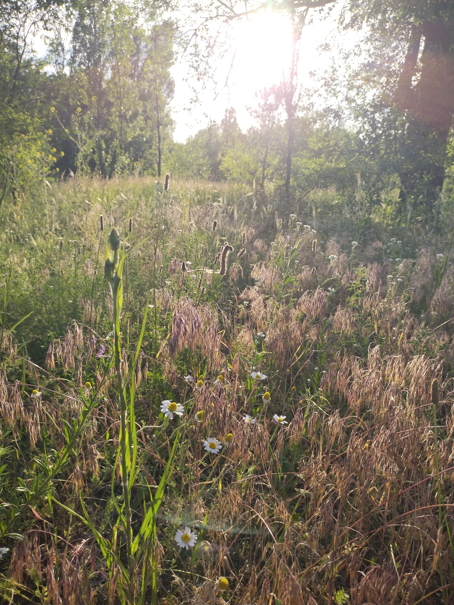 The image depicts a sunlit, uncultivated field or meadow, consistent with a natural environment in the city of Horishni Plavni, Ukraine. Strong, direct sunlight originates from the upper right, creating significant lens flare and backlighting, indicating either sunrise or sunset.
In the background, a dense line of deciduous trees with vibrant green foliage forms a natural boundary. The sky is bright and appears mostly clear, partially obscured by the trees and the direct solar glare.
The midground and foreground are densely covered with various types of vegetation. Prominent in the foreground are extensive patches of dry, golden-brown grasses with distinct seed heads, possibly mature brome or wild oat species, which catch the golden light. Interspersed with these are areas of vibrant green grasses and taller, broadleaf plants. A distinct, tall green stalk with a closed, elongated bud-like structure at its apex stands centrally in the mid-foreground. Several white-petaled flowers with yellow centers, consistent with common daisies or chamomile, are scattered throughout the lower and mid-foreground. Additionally, multiple dark, cylindrical seed heads of various heights are visible among the grasses.
No people, animals, or man-made structures are discernible within the frame. The scene conveys a natural landscape bathed in warm, intense light.
