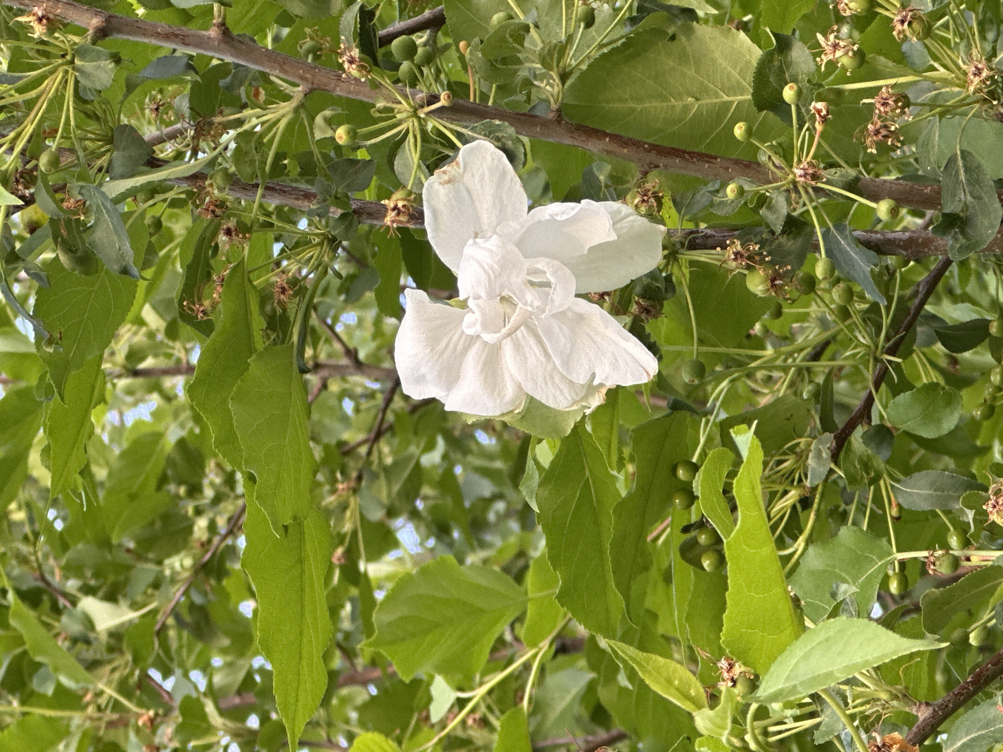 A close-up shot shows a white flower in full bloom amidst lush green foliage. The flower appears to be a crabapple blossom, its petals ruffled and delicate. It is surrounded by leaves of varying sizes and shapes, some with serrated edges. In the background, branches of a tree are visible, adorned with small, unripe fruits, suggesting the early stages of fruit development. The scene is bathed in natural light, highlighting the textures and details of the petals and leaves. The location and city are not provided, so I cannot include that information.