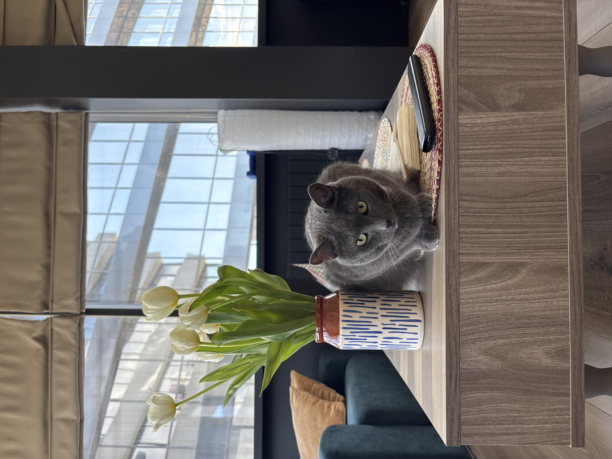 A gray cat is lying on a wooden table next to a vase of white tulips. A circular, multi-colored placemat sits on the table. A black object sits on top of the placemat. A window is in the background, reflecting a building with a grid-like design. Tan curtains partially cover the window. A rolled-up white tube hangs from the window frame. A blue sofa with tan pillows is visible below the table. The cat is looking at the camera. The location is Tbilisi, Georgia.
