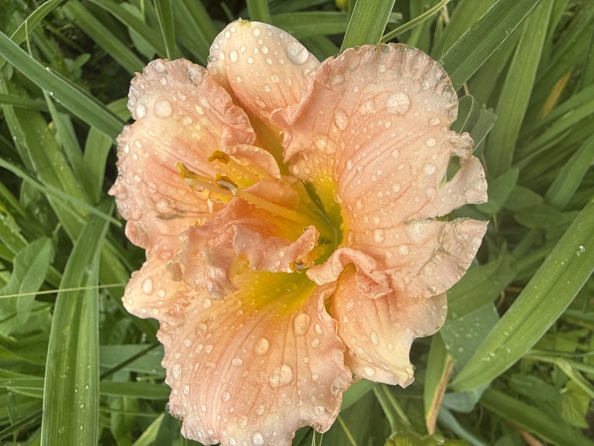 A close-up, overhead shot captures a soft, peachy-pink, ruffled flower, likely a daylily, adorned with numerous small, clear water droplets. The flower's center transitions to a vibrant yellow-orange hue, with visible stamens. It is set against a background of lush, green foliage, with the dew-kissed petals suggesting a recent rain or watering. The image provides no information regarding the city of Sulitsa, Bulgaria.