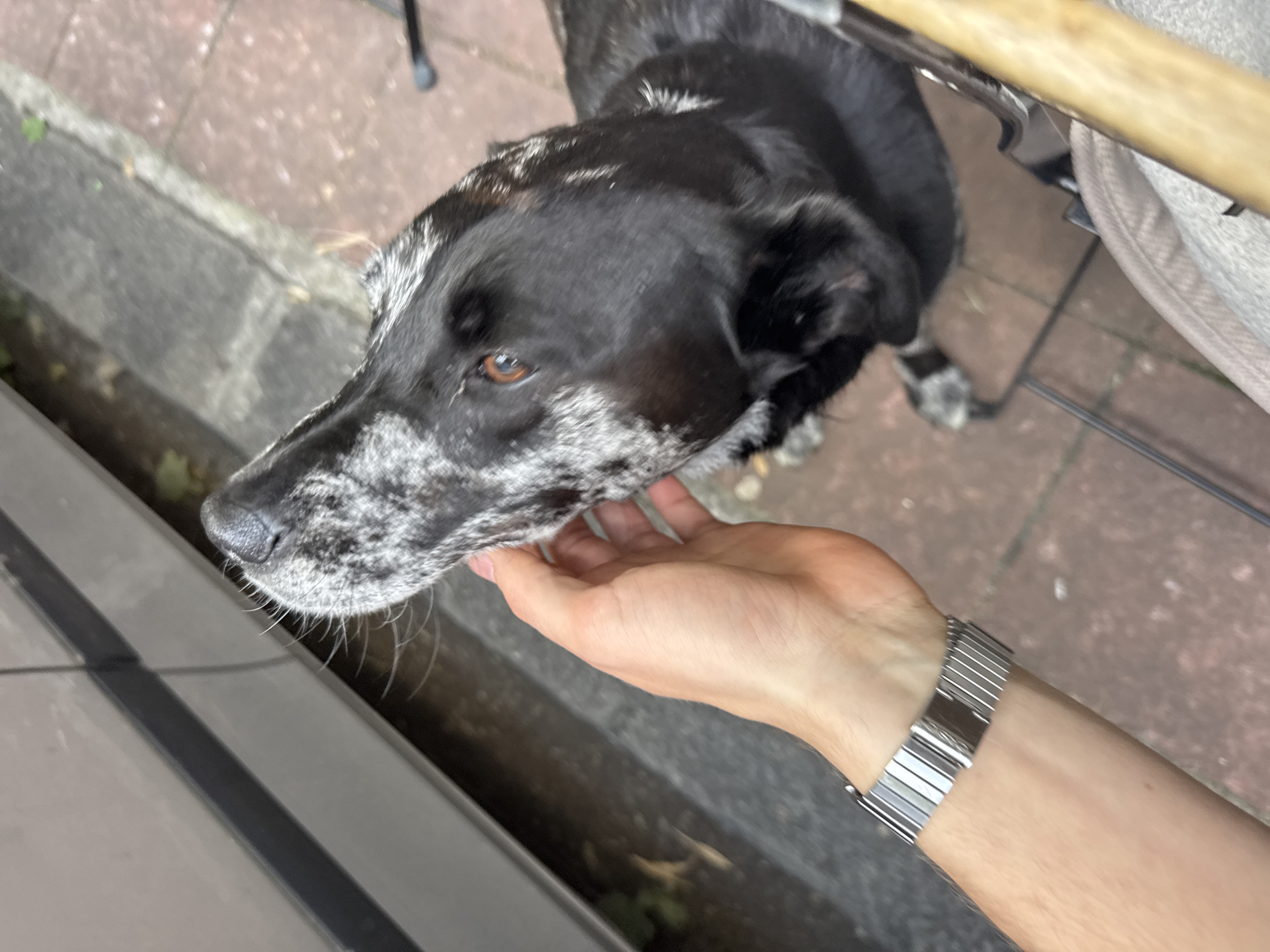 A black and white speckled dog is being petted by a fair-skinned human hand wearing a silver watch. The dog is in an outdoor environment with red brick flooring. A portion of a light grey stroller is visible in the background. To the left of the image, there is a grey metal object and a cement curb. The location and city cannot be determined from the information present in the image.