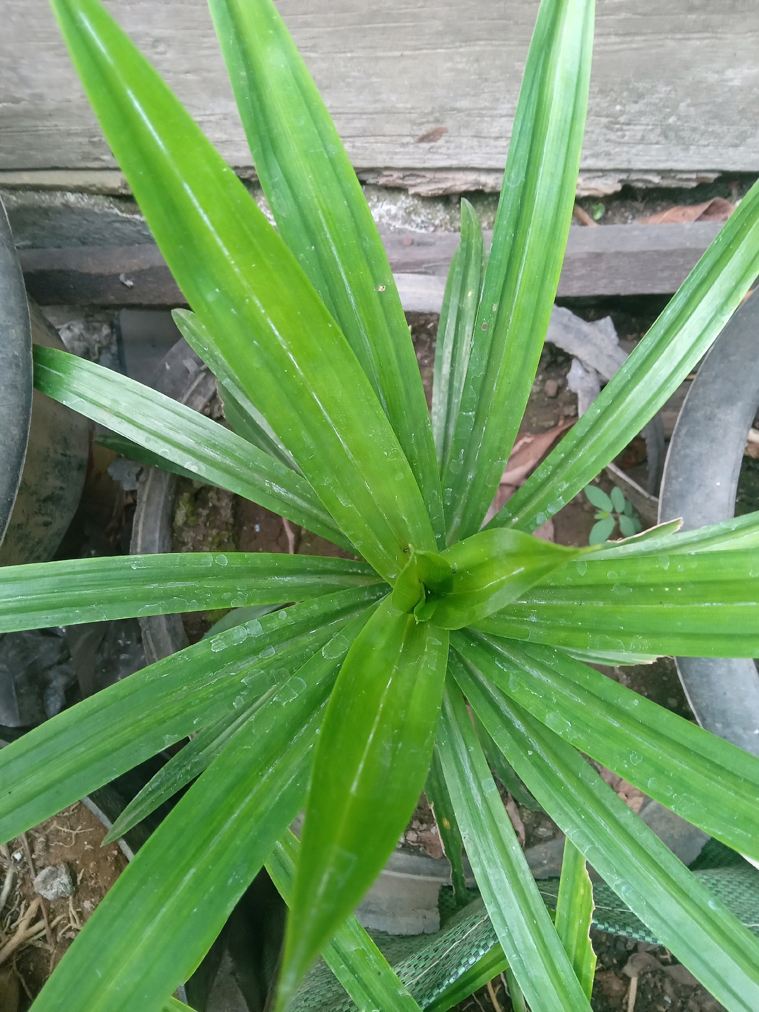 A top-down, medium shot shows a bright green Pandan plant growing outdoors in what appears to be a residential setting. The plant's long, pointed leaves radiate outward from the center. The background consists of a wooden surface above and a mixture of soil, rocks, and what appear to be old tires, possibly used as planters or for drainage, suggesting a utilitarian or perhaps improvised garden area. The environment seems to be an outdoor space, possibly a yard or alleyway, in a tropical climate, consistent with locations in Yogyakarta, Indonesia. No people are visible in the image.