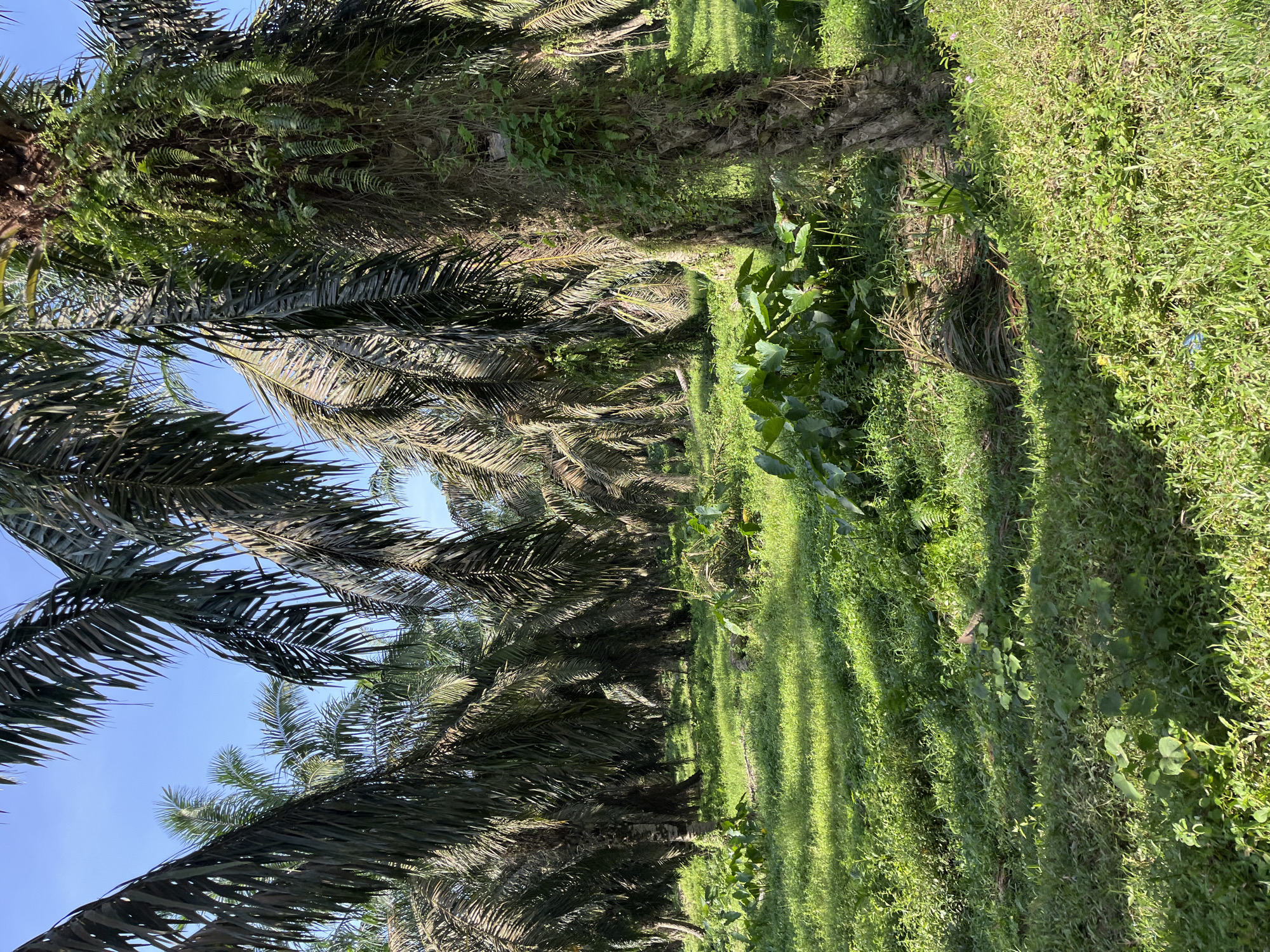 The image depicts a palm oil plantation located in Sukajadi, Indonesia. The scene is characterized by rows of mature palm trees with large fronds extending towards a clear blue sky. The ground is covered in lush green grass and various types of vegetation, including broad-leafed plants and smaller shrubs. Sunlight filters through the palm fronds, casting dappled shadows on the ground. One prominent palm tree in the foreground displays thick, textured bark with vines and epiphytic plants growing on it. The plantation appears to be well-maintained, with dense foliage indicating healthy growth. The overall environment suggests a tropical climate. There are no people or animals visible in the image.