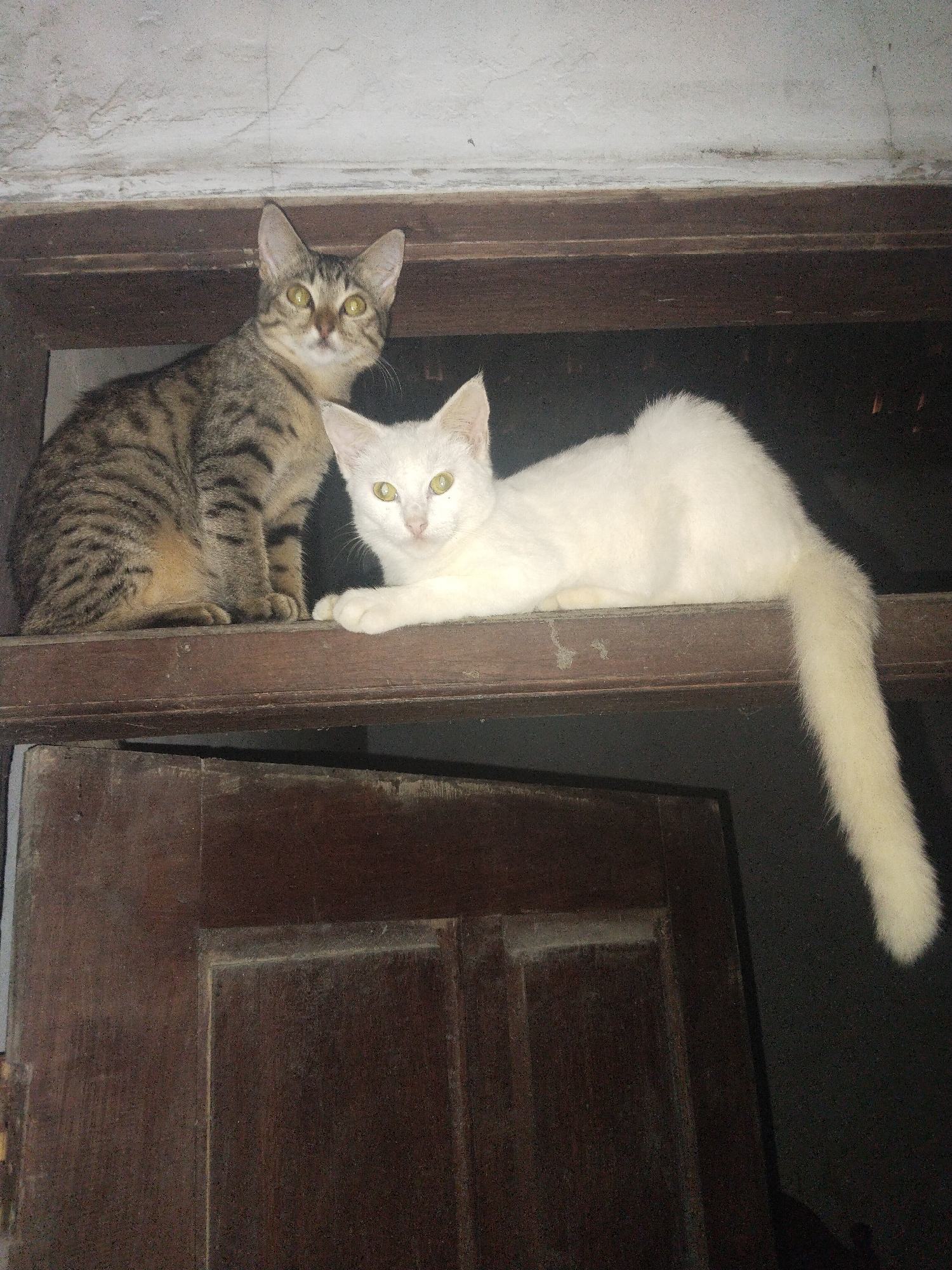 Two cats are perched on a wooden ledge above a dark wooden door in an indoor setting. One cat is a tabby with brown and black stripes, sitting upright and facing forward. The other cat is white, lying down with its tail hanging over the edge of the ledge. Both cats have yellow eyes and are looking towards the viewer. The scene is dimly lit. The location in the city of Unknown, Unknown is unknown.