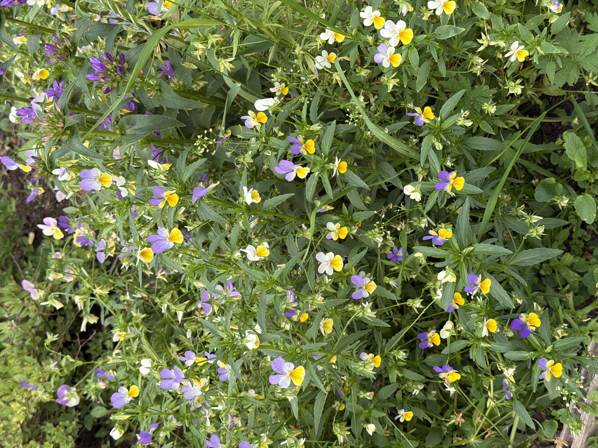 A high-angle, full shot captures a dense patch of wild violets blooming in Chaikovsky, Russia. The flowers display a variety of colors, including purple, yellow, and white, with some petals showing a gradient of shades. The violets are interspersed with lush green foliage and thin, reedy stems. The overall scene suggests a natural setting, possibly a garden or a meadow, bathed in natural light. The time of day and weather conditions are not explicitly indicated, but the clarity of the image suggests fair weather. There is no visible text in the media file. The focus is on the intricate details and vibrant colors of the wildflowers, creating a serene and naturalistic composition.