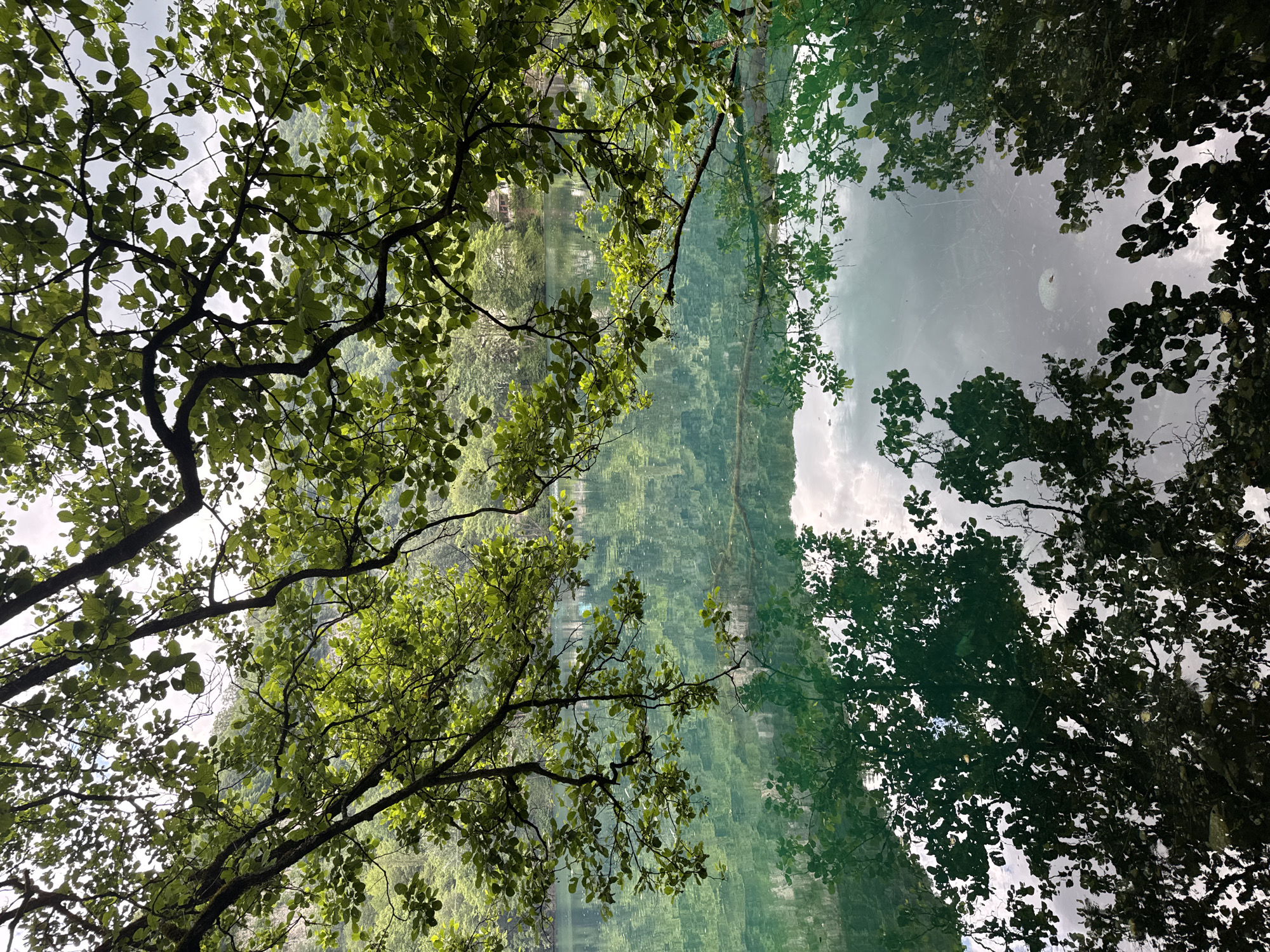 The image shows a reflection of trees and sky in a body of water. The trees are lush and green, with many leaves. The sky is cloudy, and the water is calm, creating a clear reflection. The scene appears to be in a natural setting, possibly a lake or river. There are no people or specific objects visible in the image, other than the natural elements. The overall mood of the image is peaceful and serene. The orientation of the image is rotated 90 degrees clockwise.