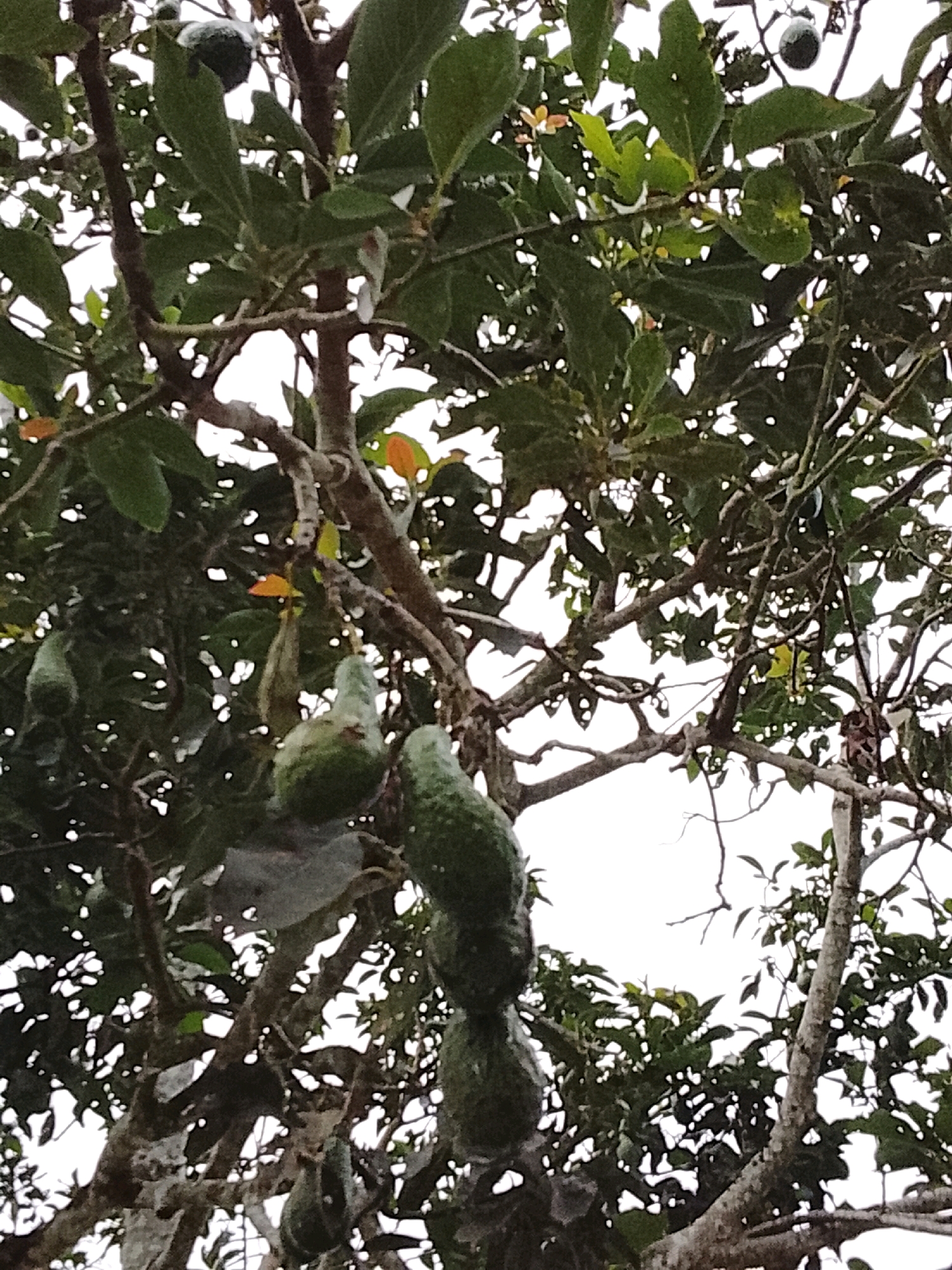 A medium shot captures a cluster of avocados on a tree branch. The avocados are varied in size and shape, some smooth and others with a bumpy texture. They hang amidst dense green foliage, with the bright sky visible through the gaps in the leaves. The branches are rough and textured, indicating maturity. There is no indication of human presence or activity in the frame. The overall impression is one of natural growth and abundance within an outdoor environment, likely a rural setting given the presence of a fruit-bearing tree.